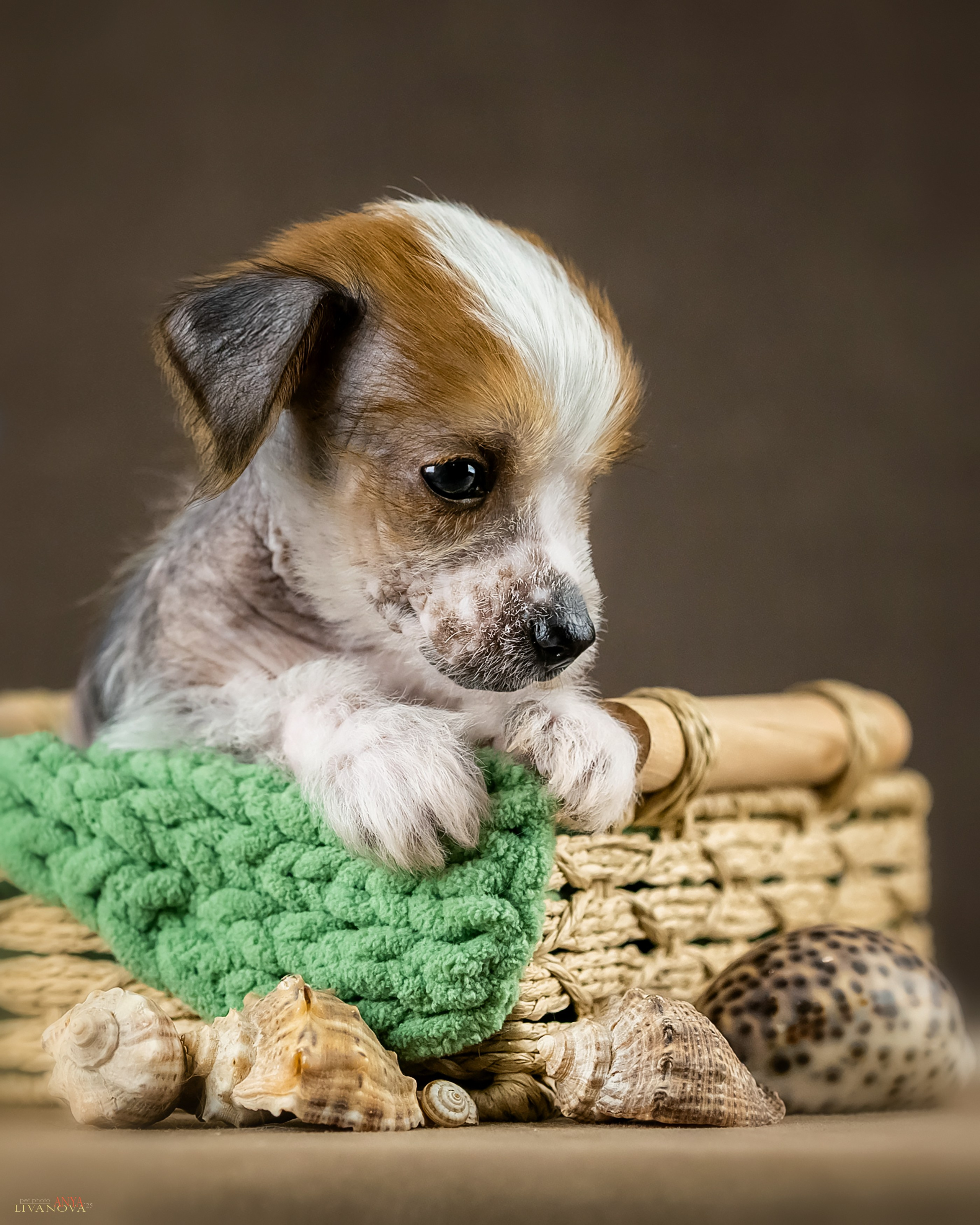 КХС. Фотограф анималист Аня Ливанова | Рыбинск