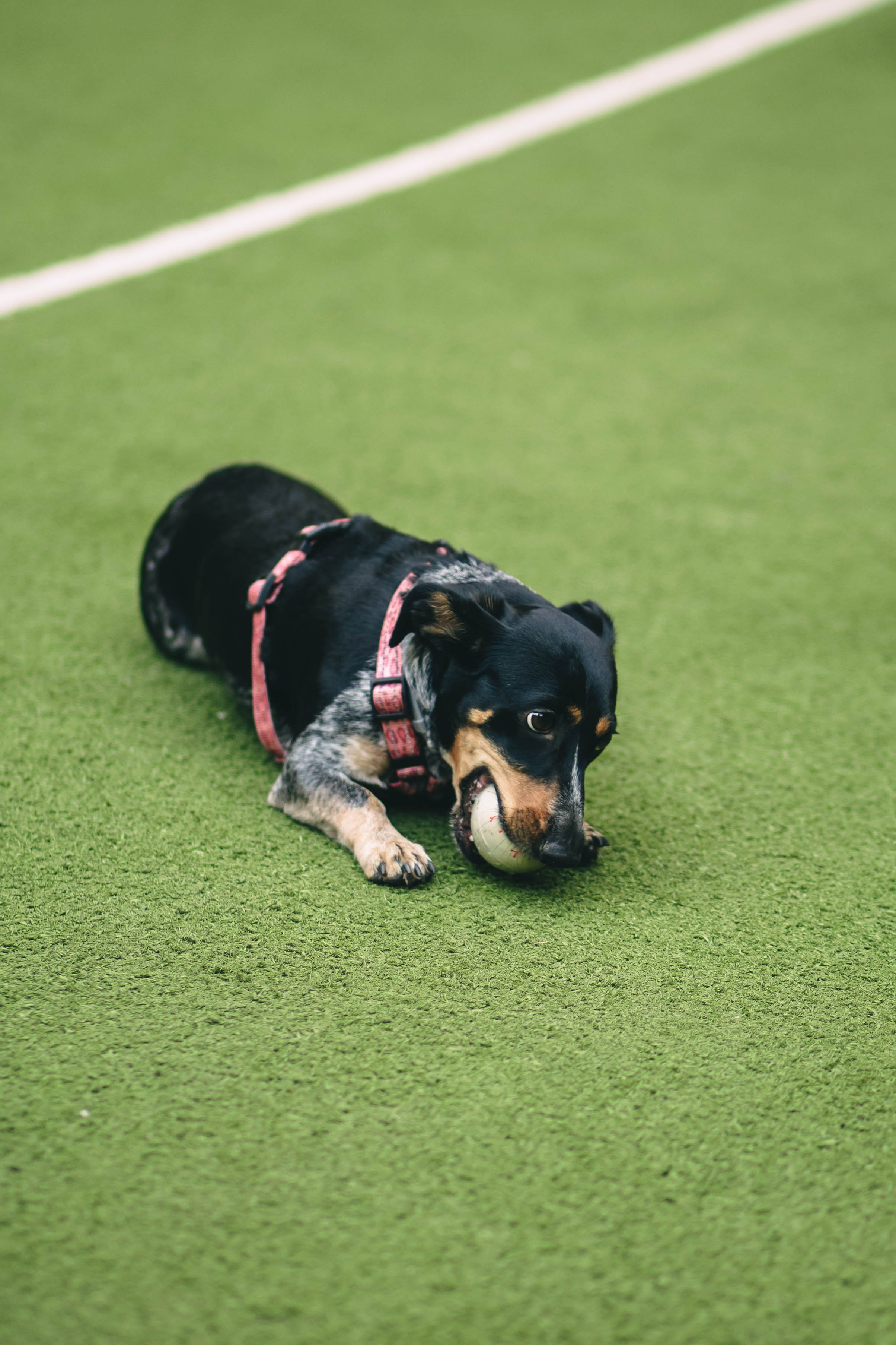 Pet-Party + Live-music |Парк Культуры. Фотограф в Ставрополе Алина Клочкова