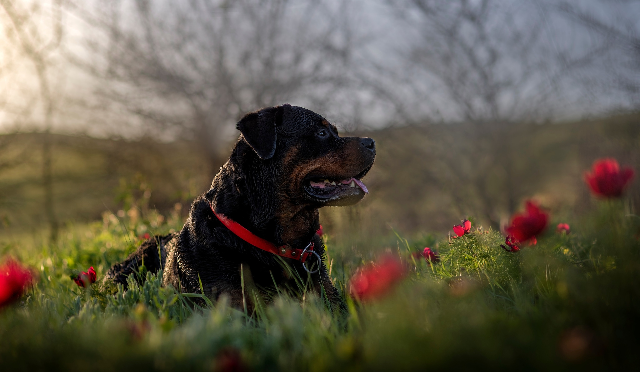 Кайрос. Фотограф анималист Ставрополь Яна Кудлай