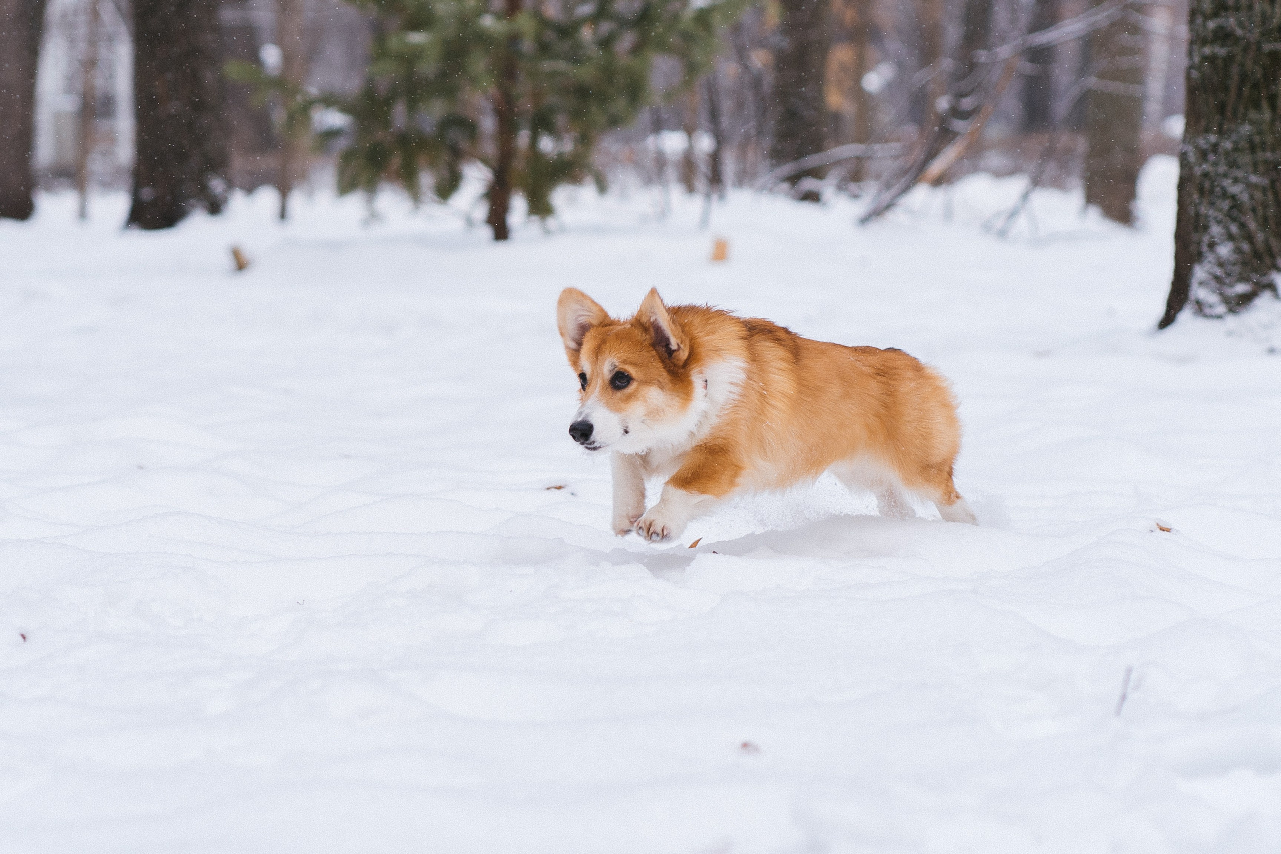 Агата и Лайк. Свадебный фотограф в Москве Анна Полушина