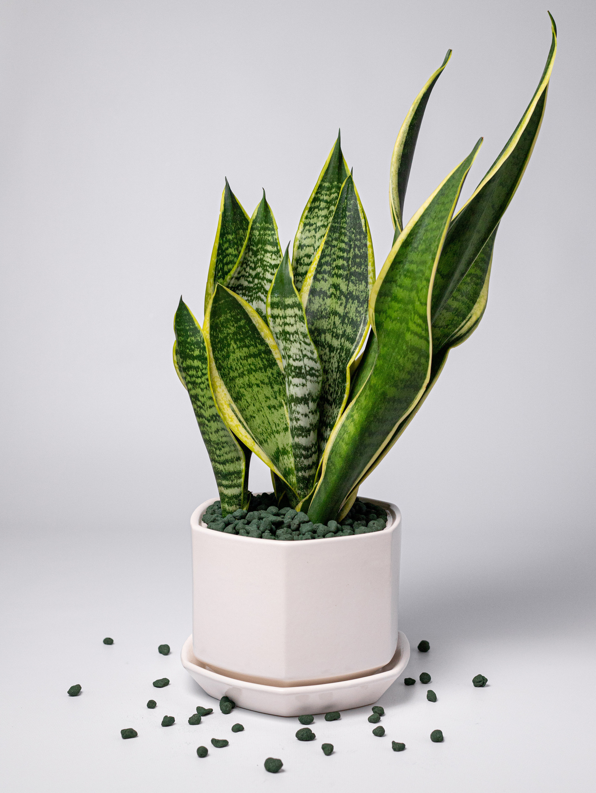 Керамзит декоративный. Зеленый с блёстками. 2022. Фотограф Пермь. Свадьбы. Семья и дети, школа, д. сад. Фотокниги