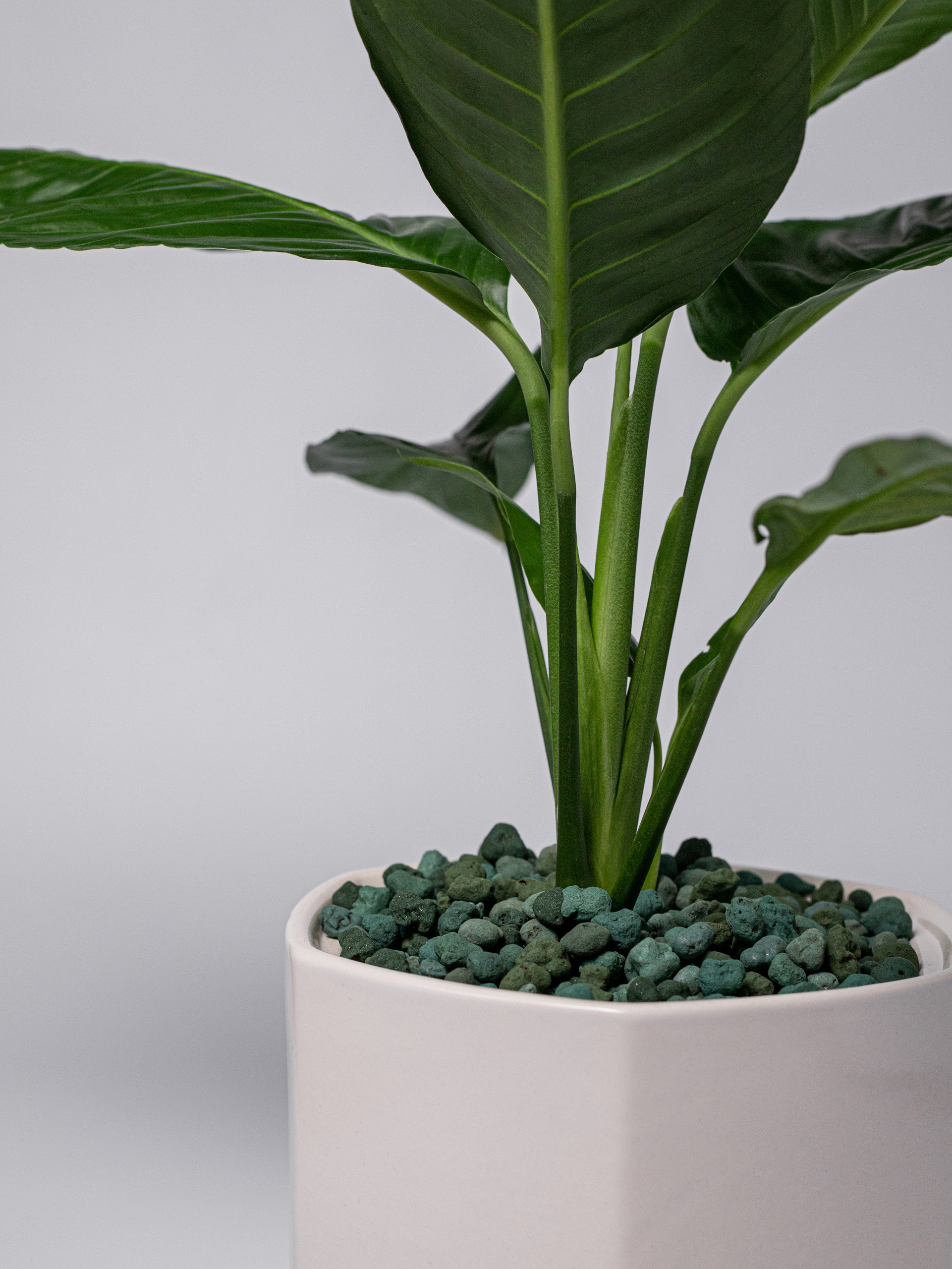 Керамзит декоративный. Зеленый микс. Фотограф Пермь. Свадьбы. Семья и дети, школа, д. сад. Фотокниги