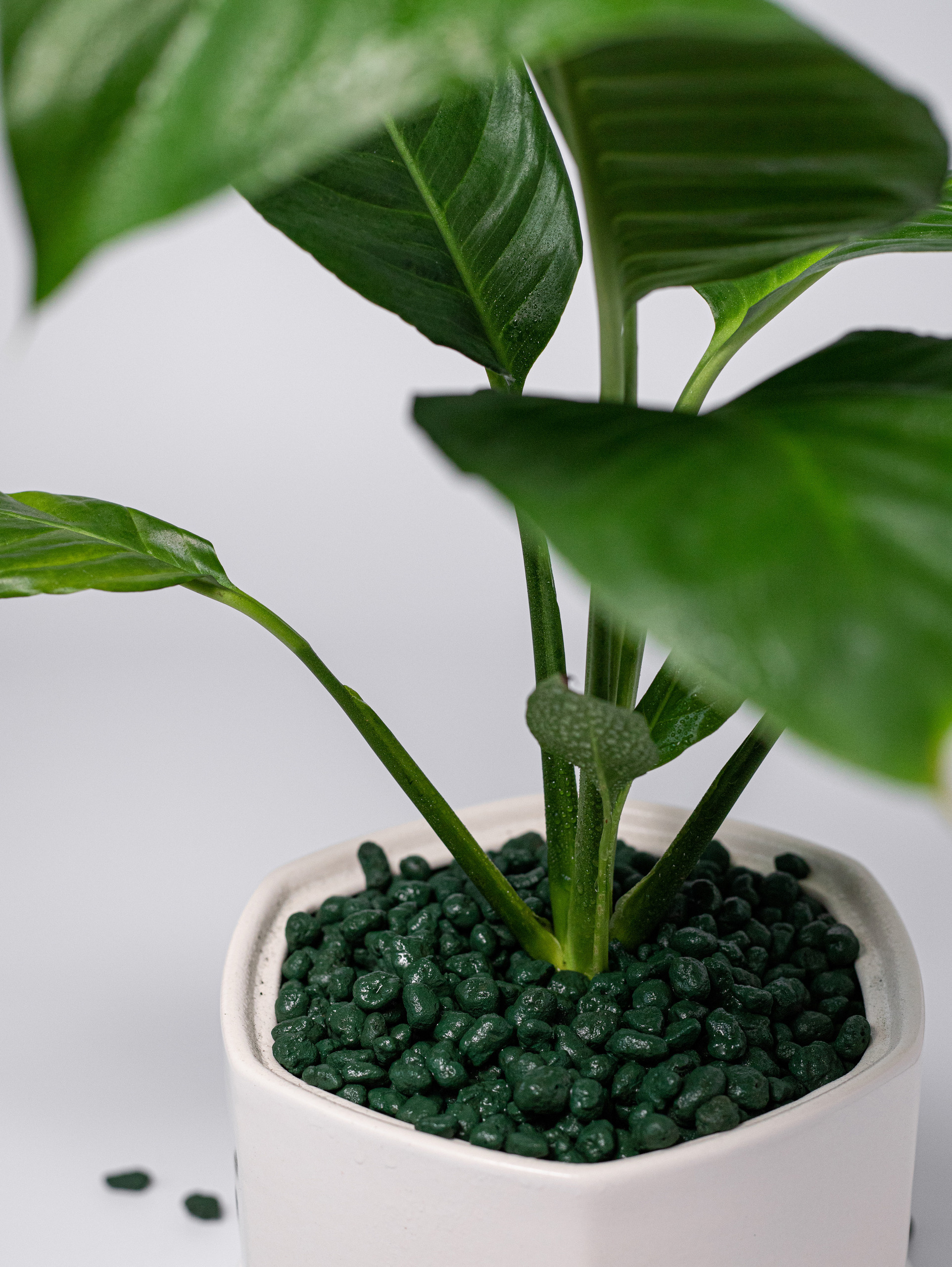 Керамзит декоративный. Зеленый. 2022. Фотограф Пермь. Свадьбы. Семья и дети, школа, д. сад. Фотокниги