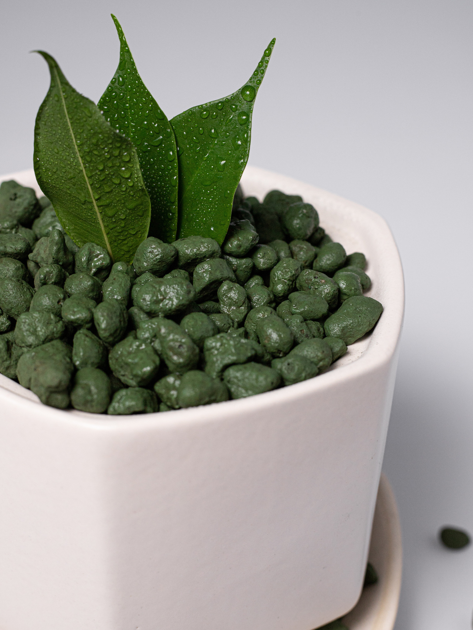 Керамзит декоративный. Хаки. 2022. Фотограф Пермь. Свадьбы. Семья и дети, школа, д. сад. Фотокниги