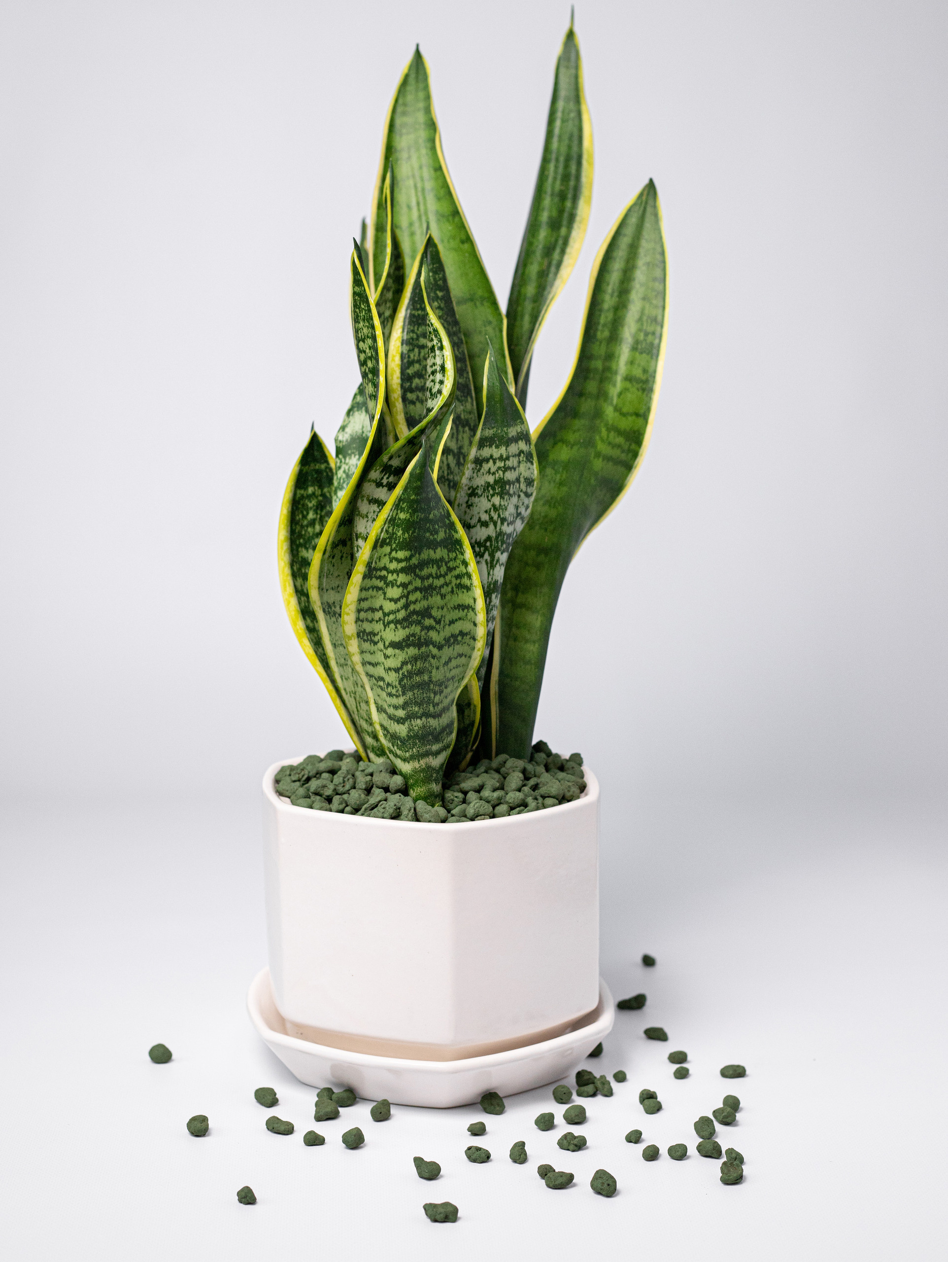 Керамзит декоративный. Хаки. 2022. Фотограф Пермь. Свадьбы. Семья и дети, школа, д. сад. Фотокниги