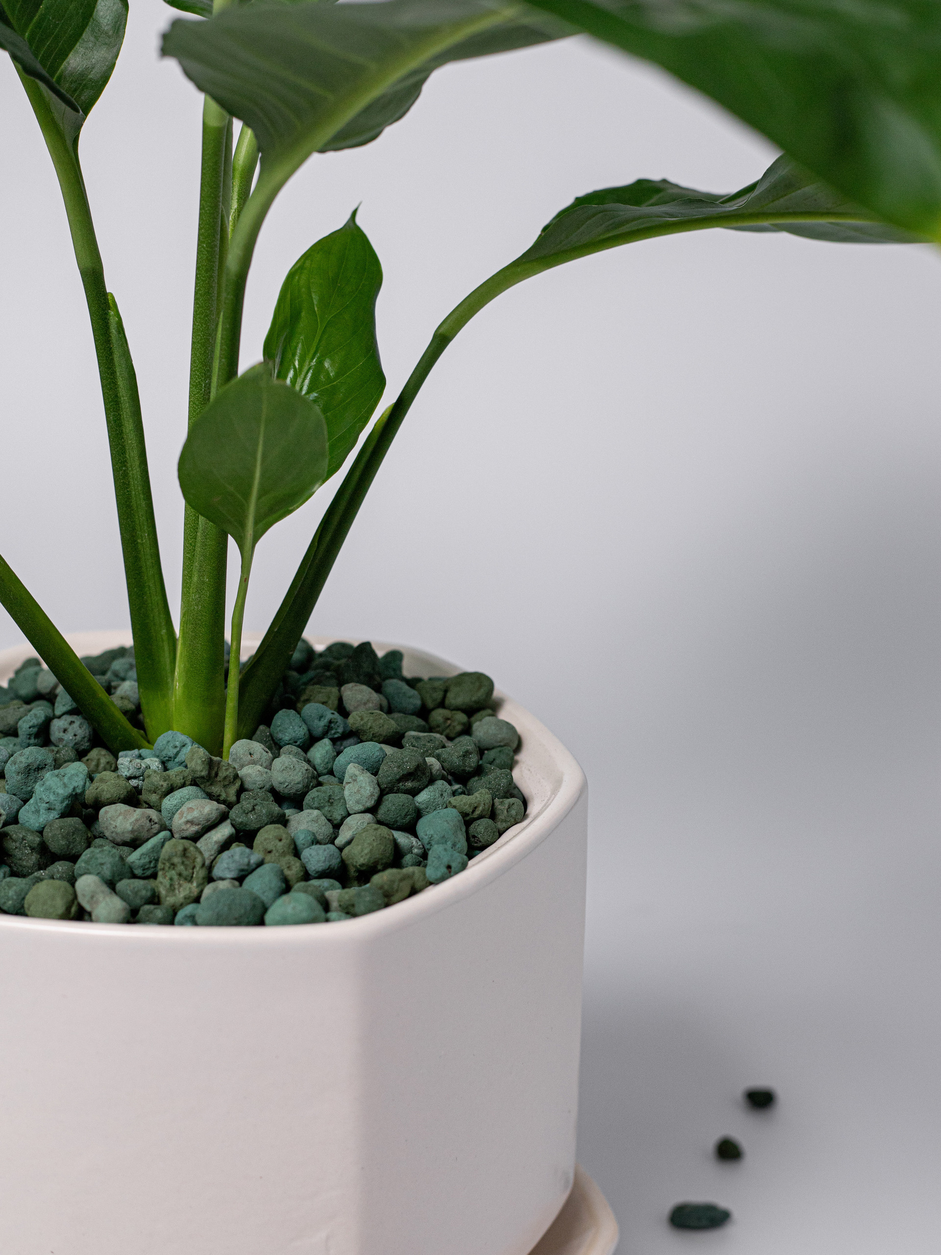 Керамзит декоративный. Зеленый микс. Фотограф Пермь. Свадьбы. Семья и дети, школа, д. сад. Фотокниги