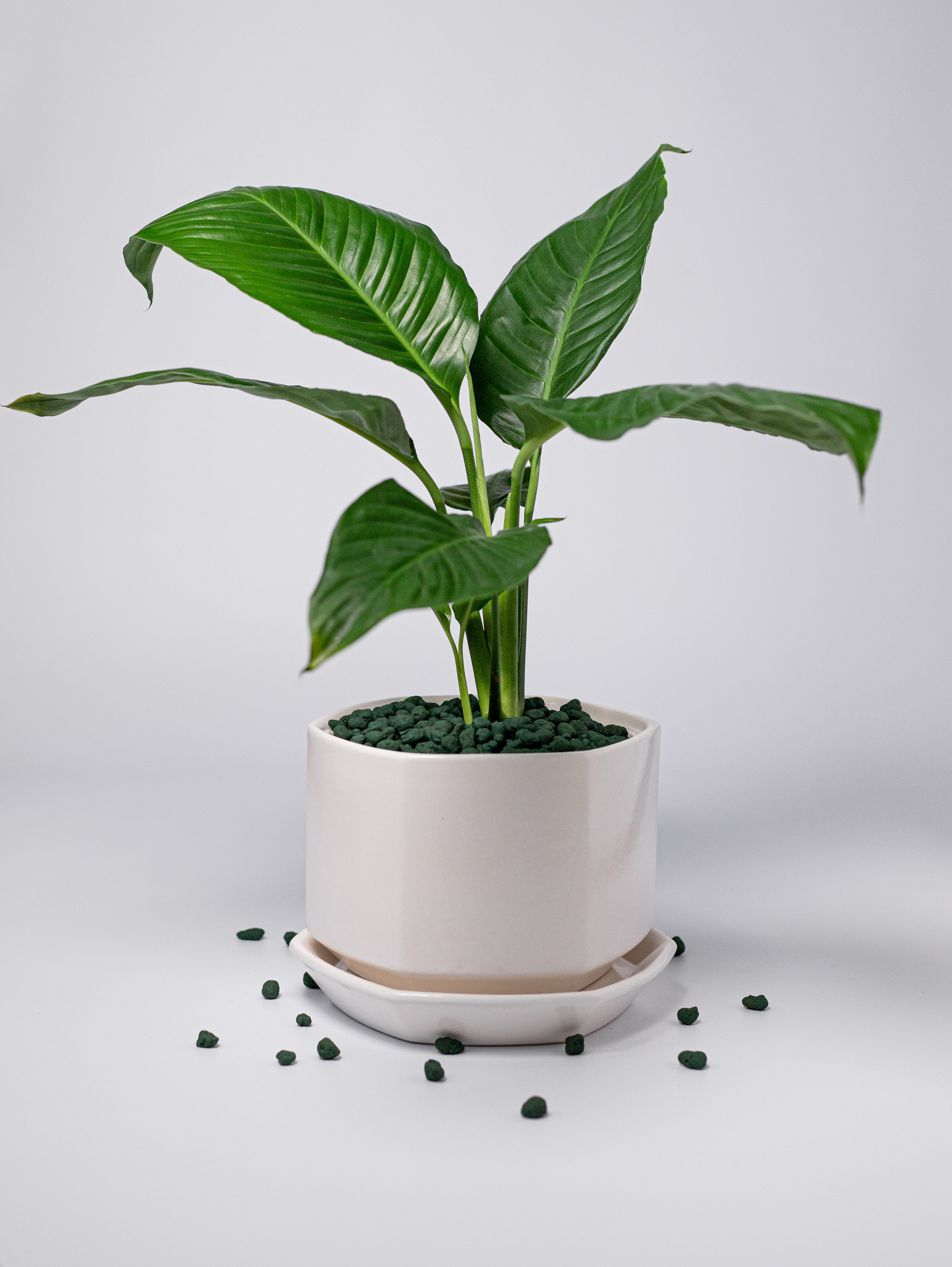 Керамзит декоративный. Зеленый. 2022. Фотограф Пермь. Свадьбы. Семья и дети, школа, д. сад. Фотокниги