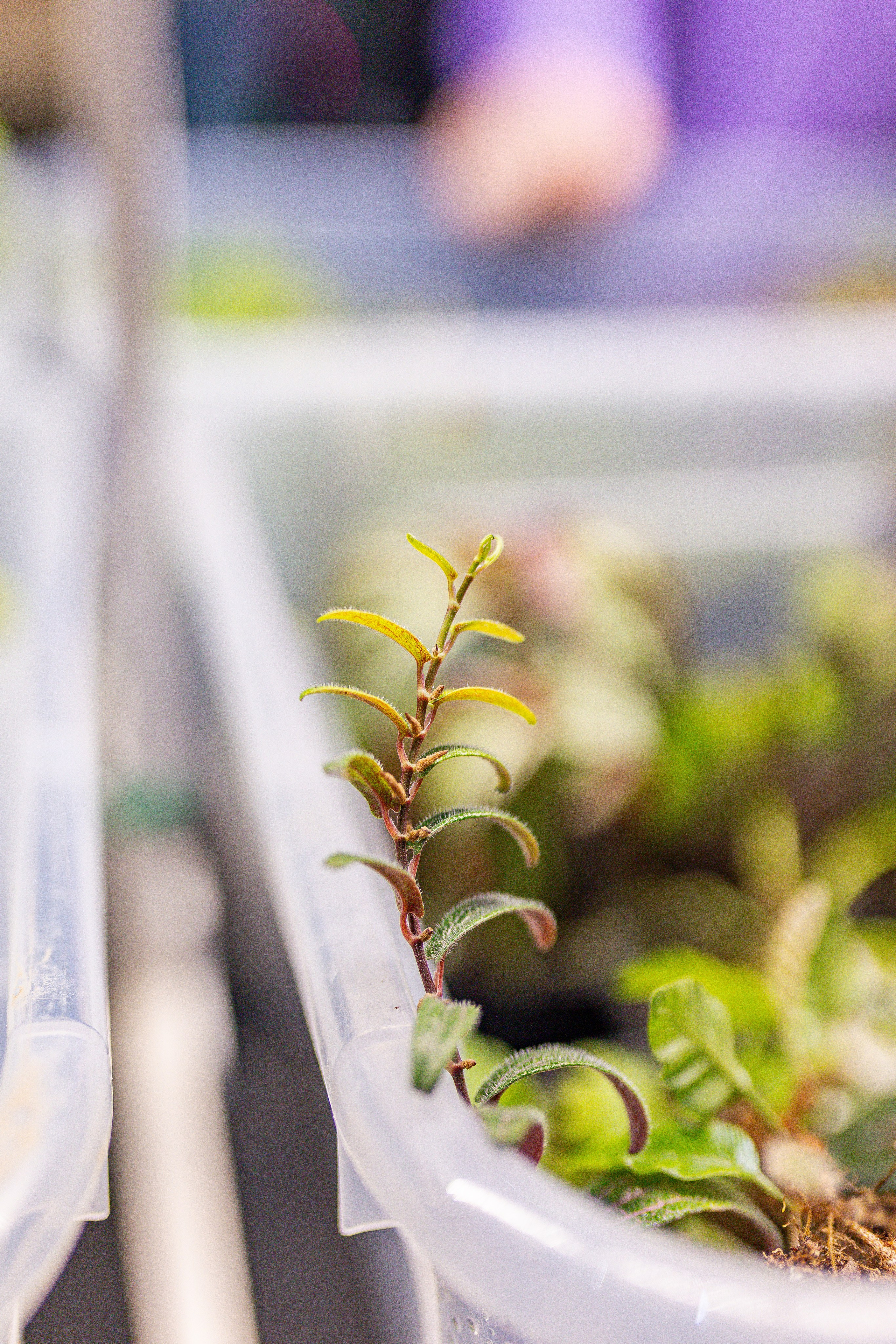 Монстериум апрель 2026. Александра Куликова фотограф, Москва