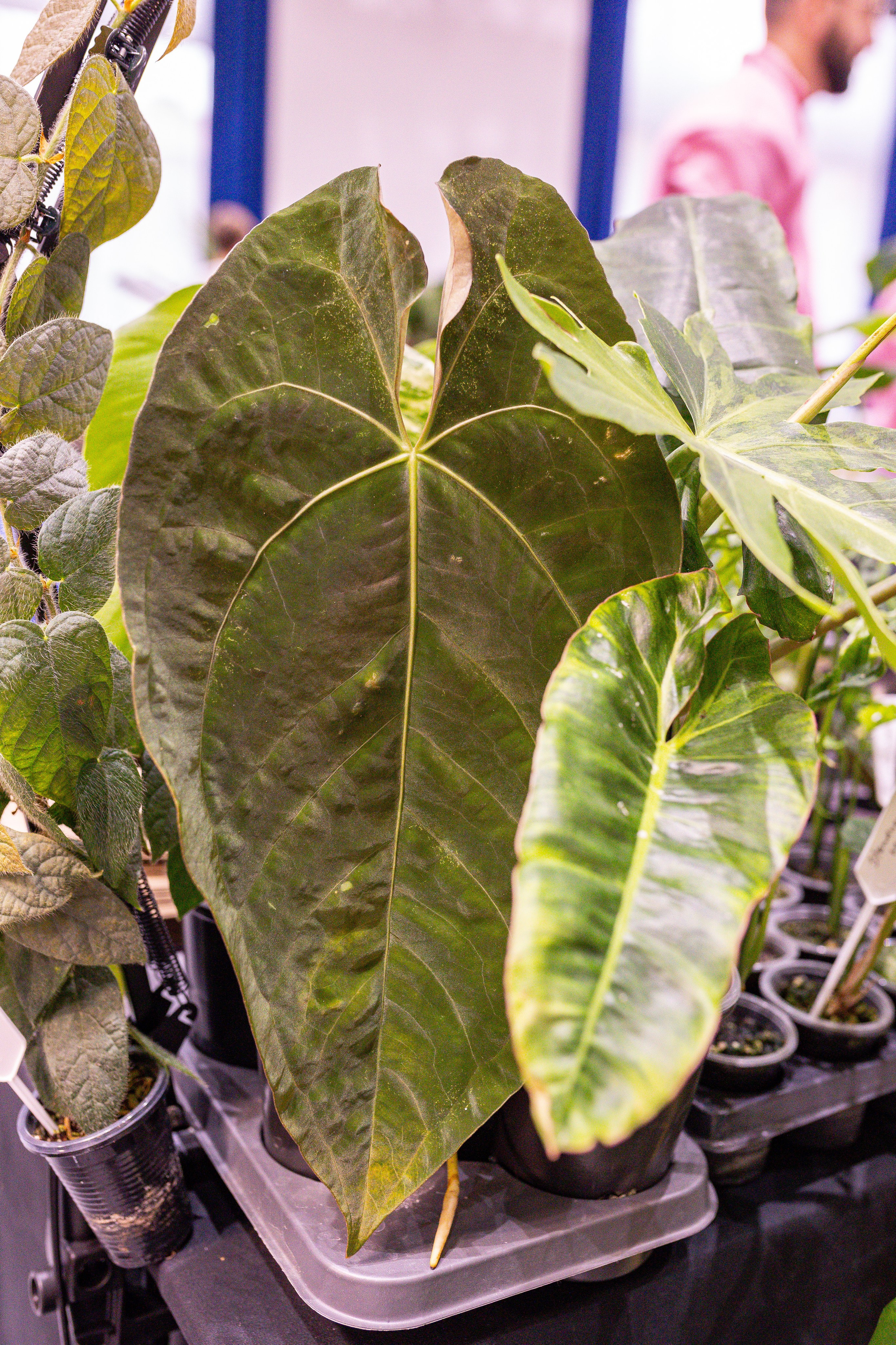 Монстериум 11–12 октября. Александра Куликова фотограф, Москва