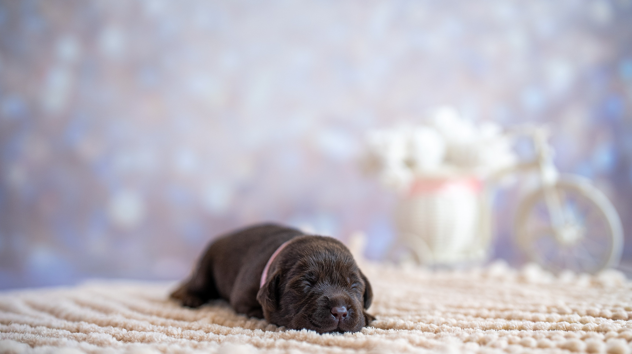 Новорожденные лабрадоры. Фотограф-анималист Асадова