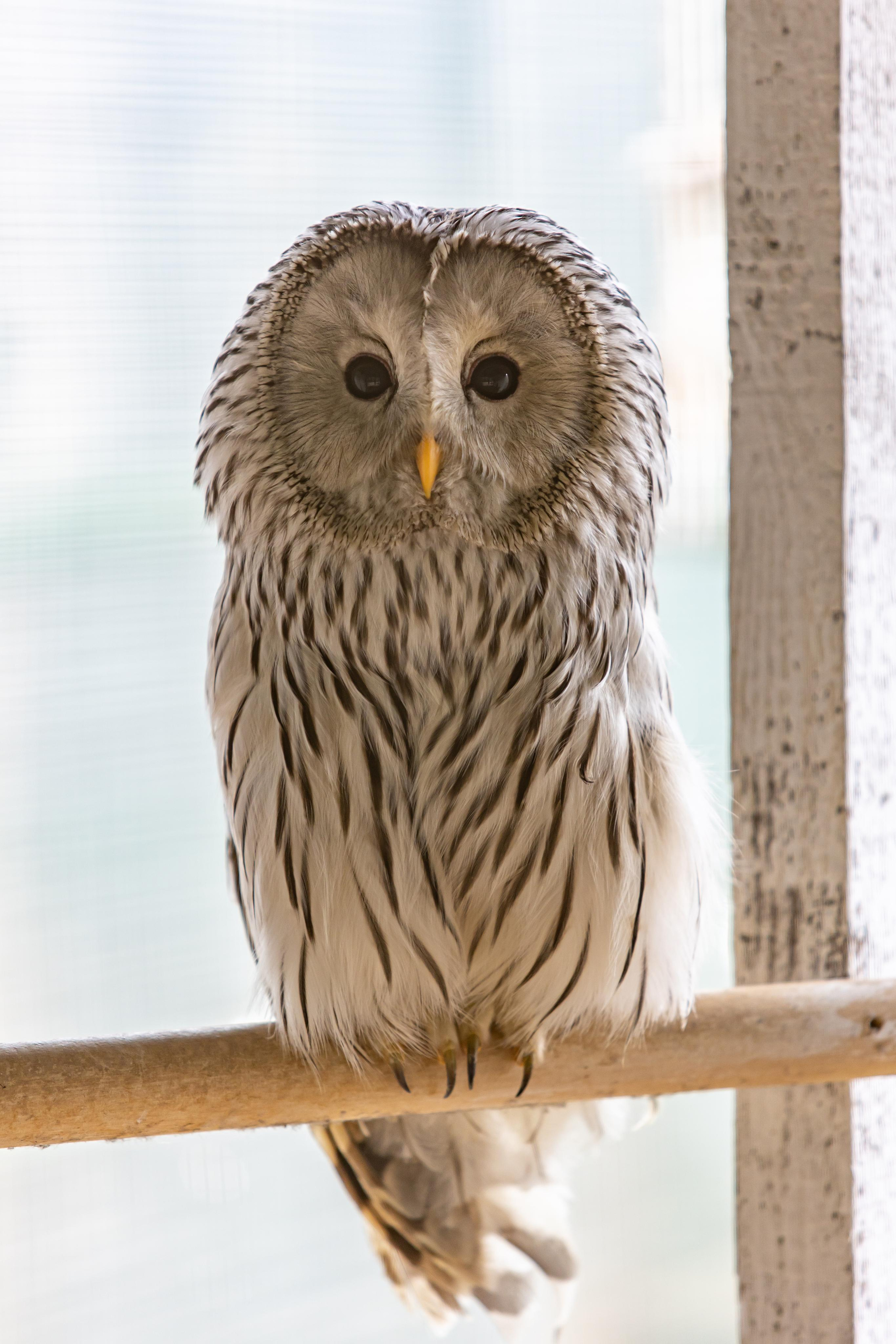 Костромской зоопарк. Photographer Sonkina Tatiana (Tanya Ash)