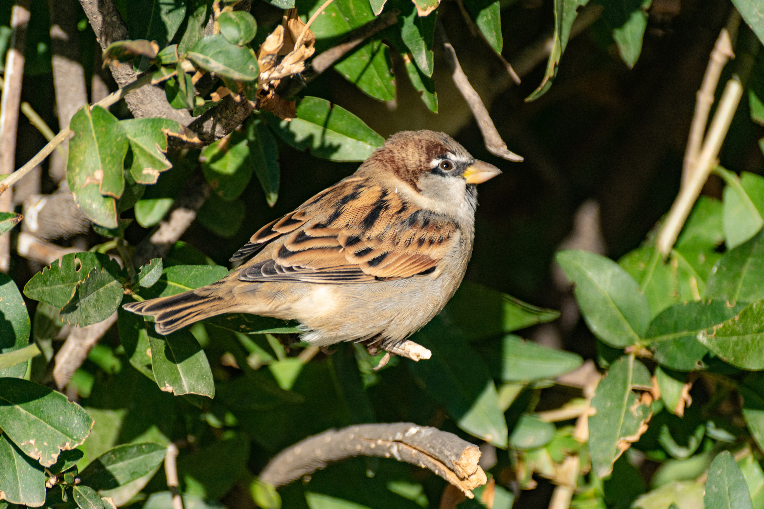 Астрахань. Photographer Sonkina Tatiana (Tanya Ash)