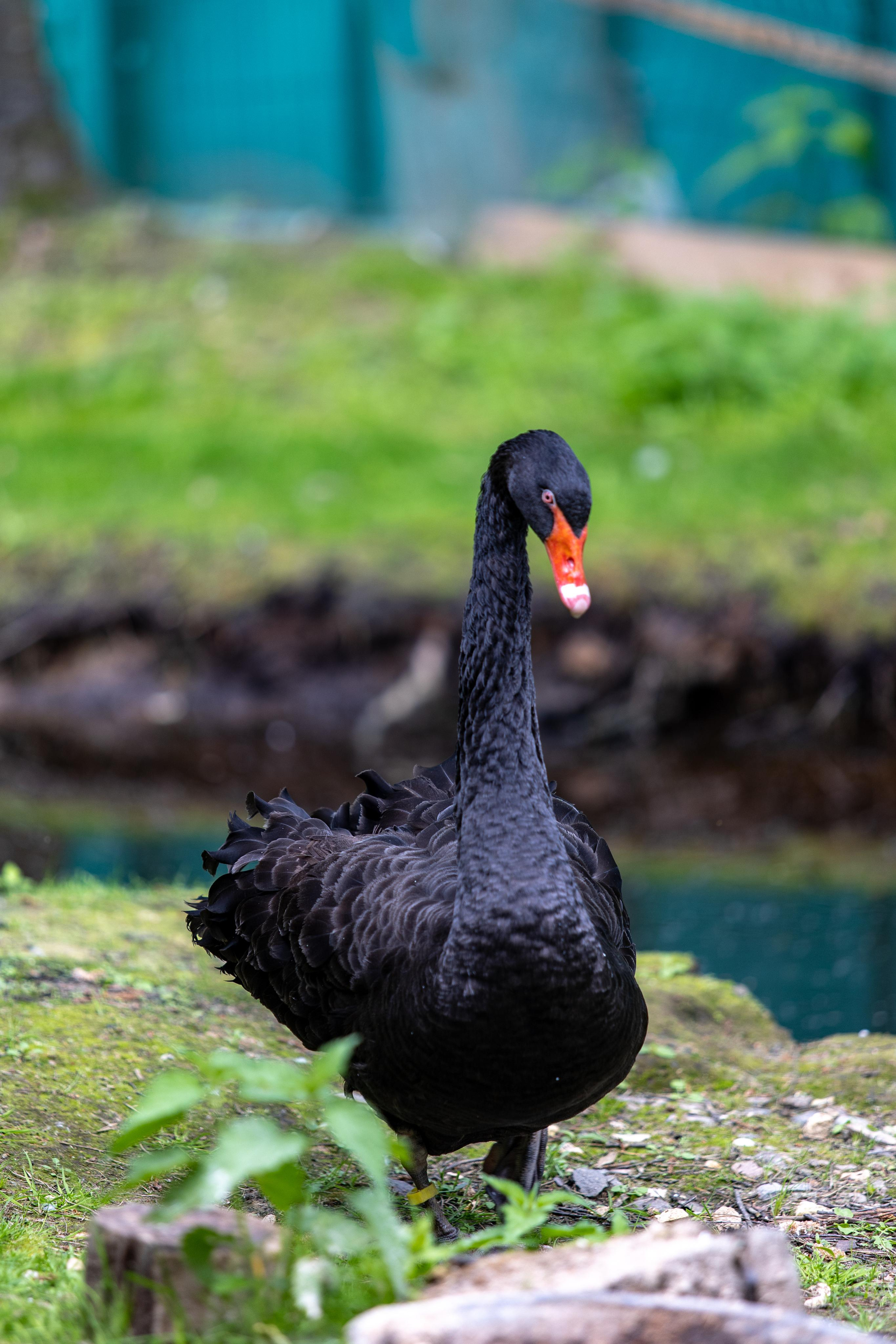 Костромской зоопарк. Photographer Sonkina Tatiana (Tanya Ash)