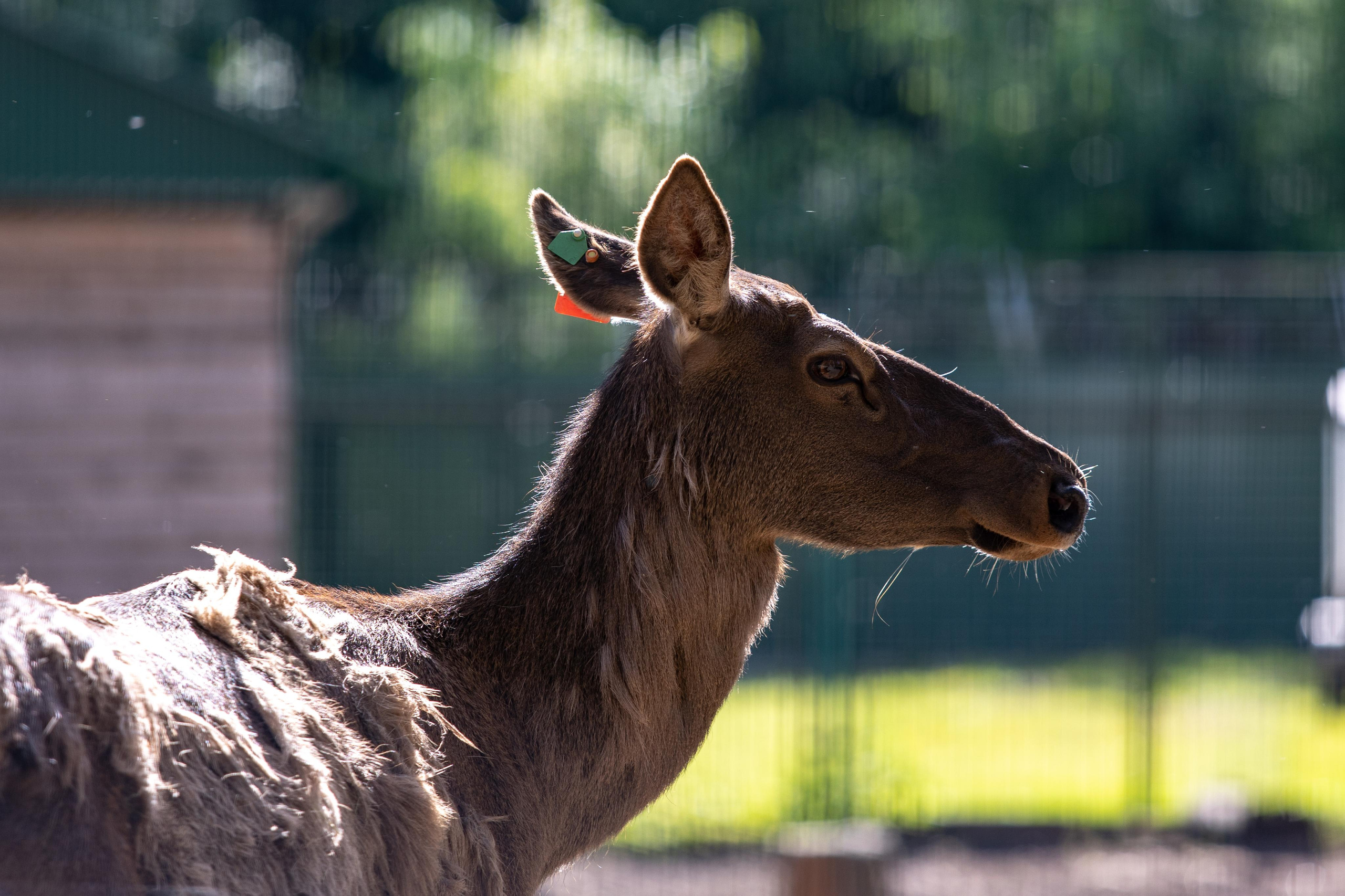 Костромской зоопарк. Photographer Sonkina Tatiana (Tanya Ash)