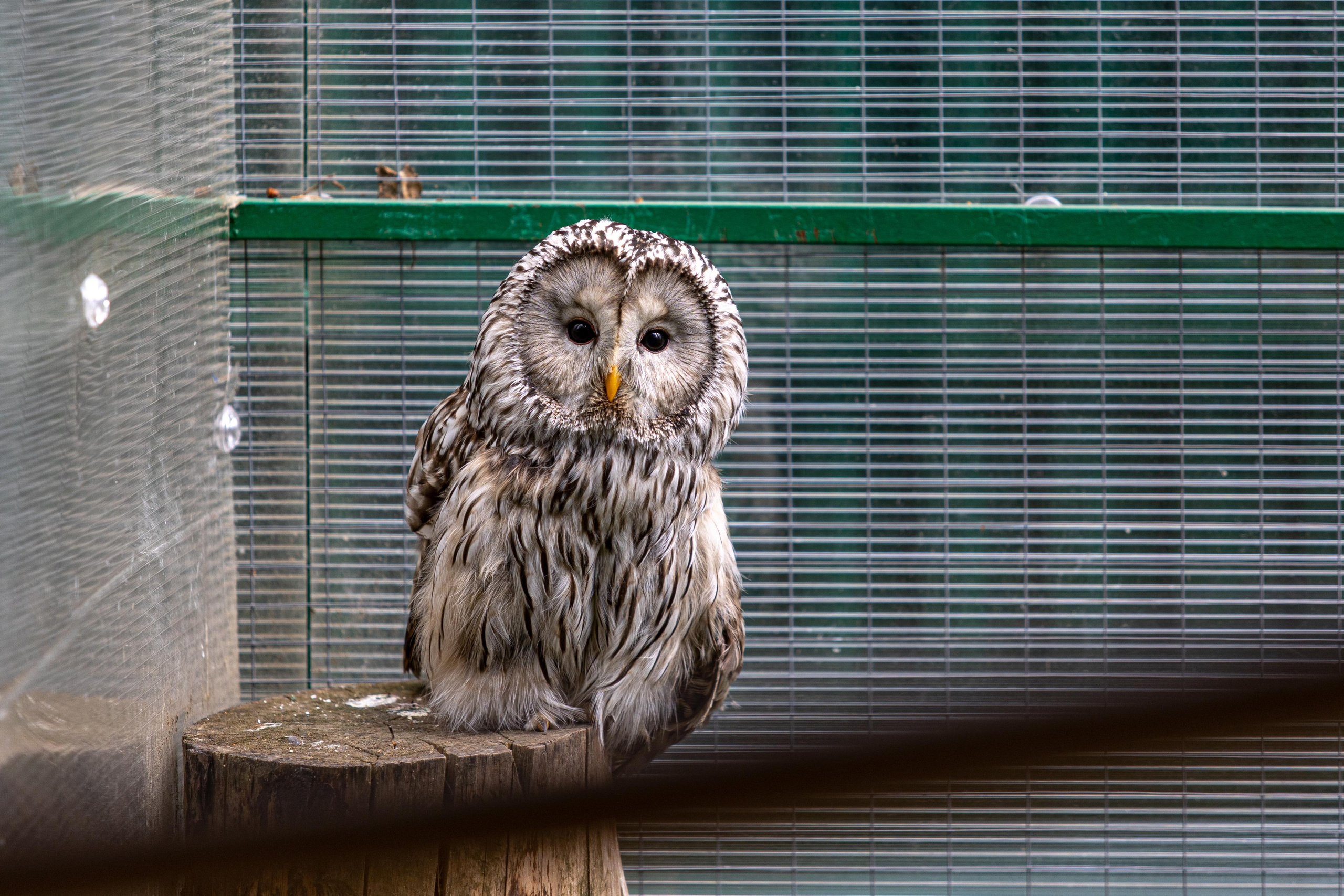 Костромской зоопарк. Photographer Sonkina Tatiana (Tanya Ash)