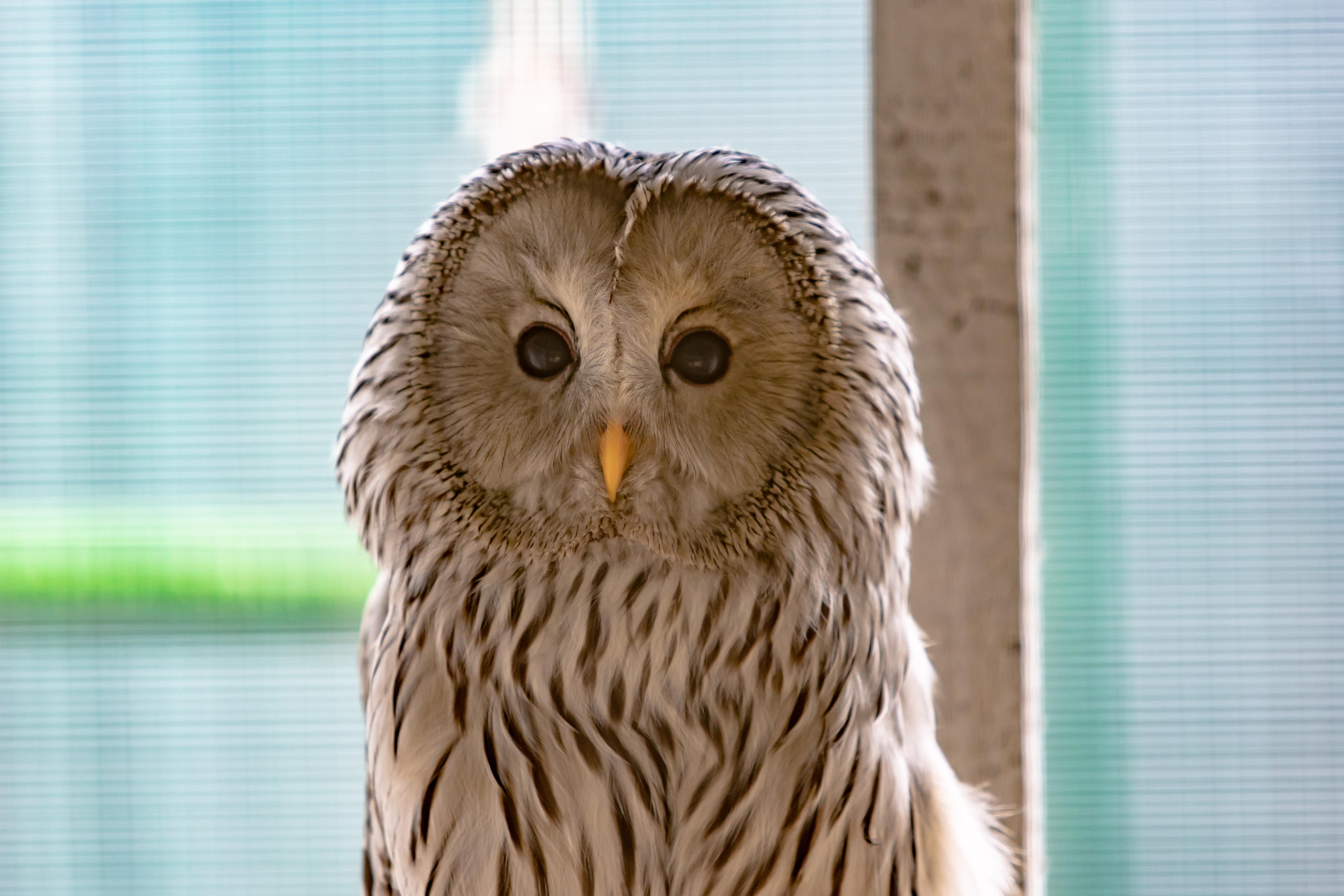 Костромской зоопарк. Photographer Sonkina Tatiana (Tanya Ash)