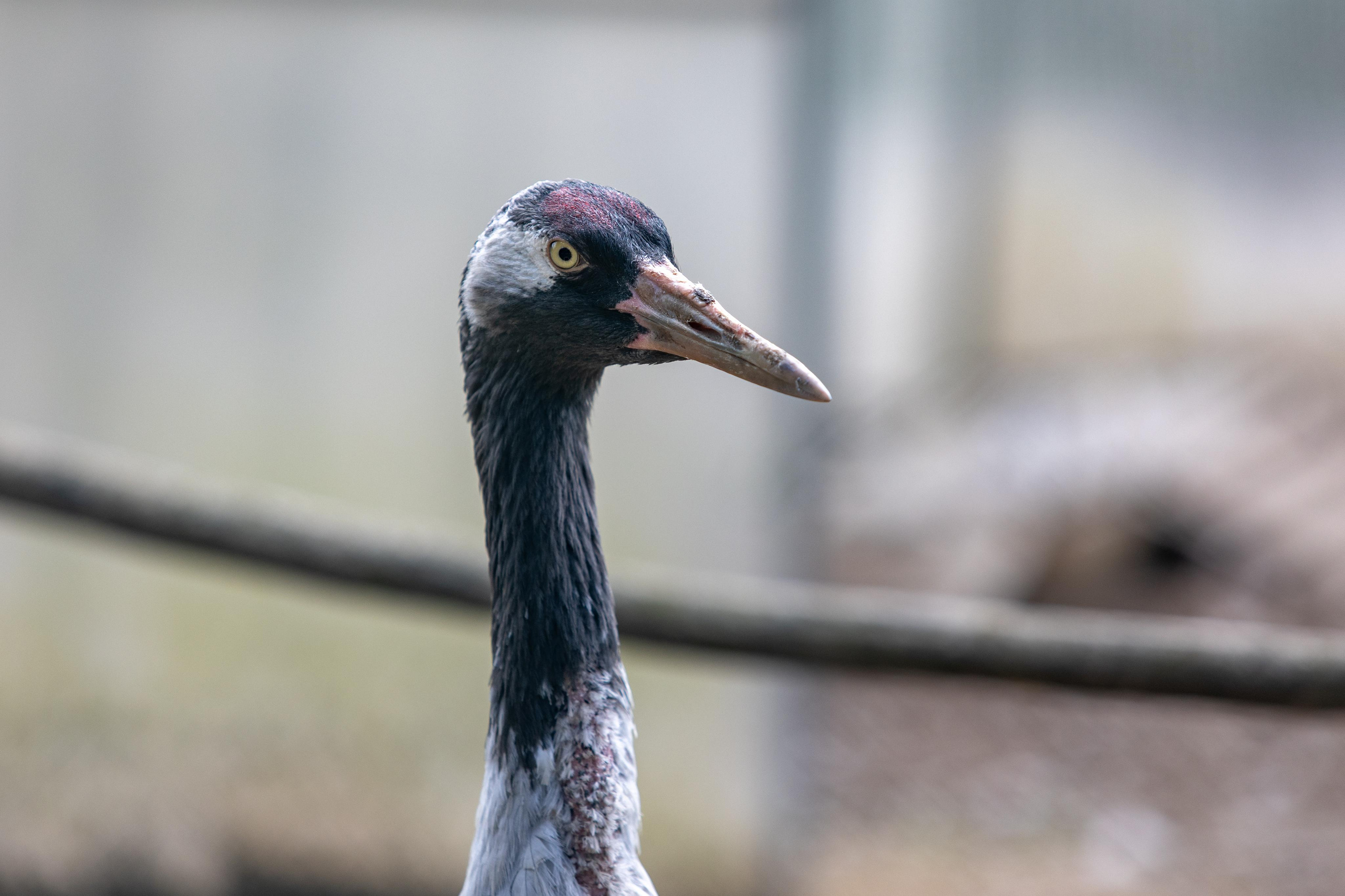 Костромской зоопарк. Photographer Sonkina Tatiana (Tanya Ash)