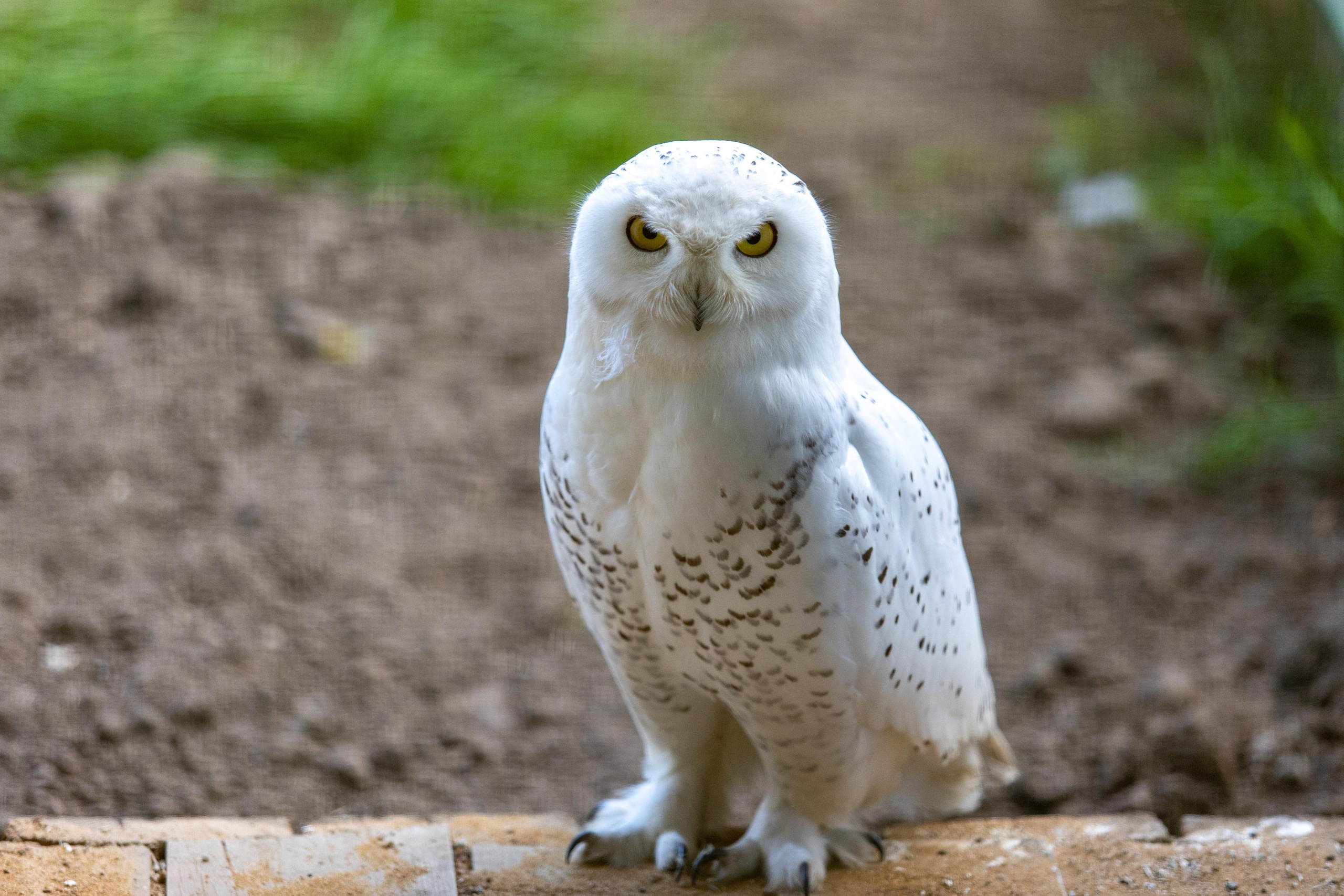 Костромской зоопарк. Photographer Sonkina Tatiana (Tanya Ash)