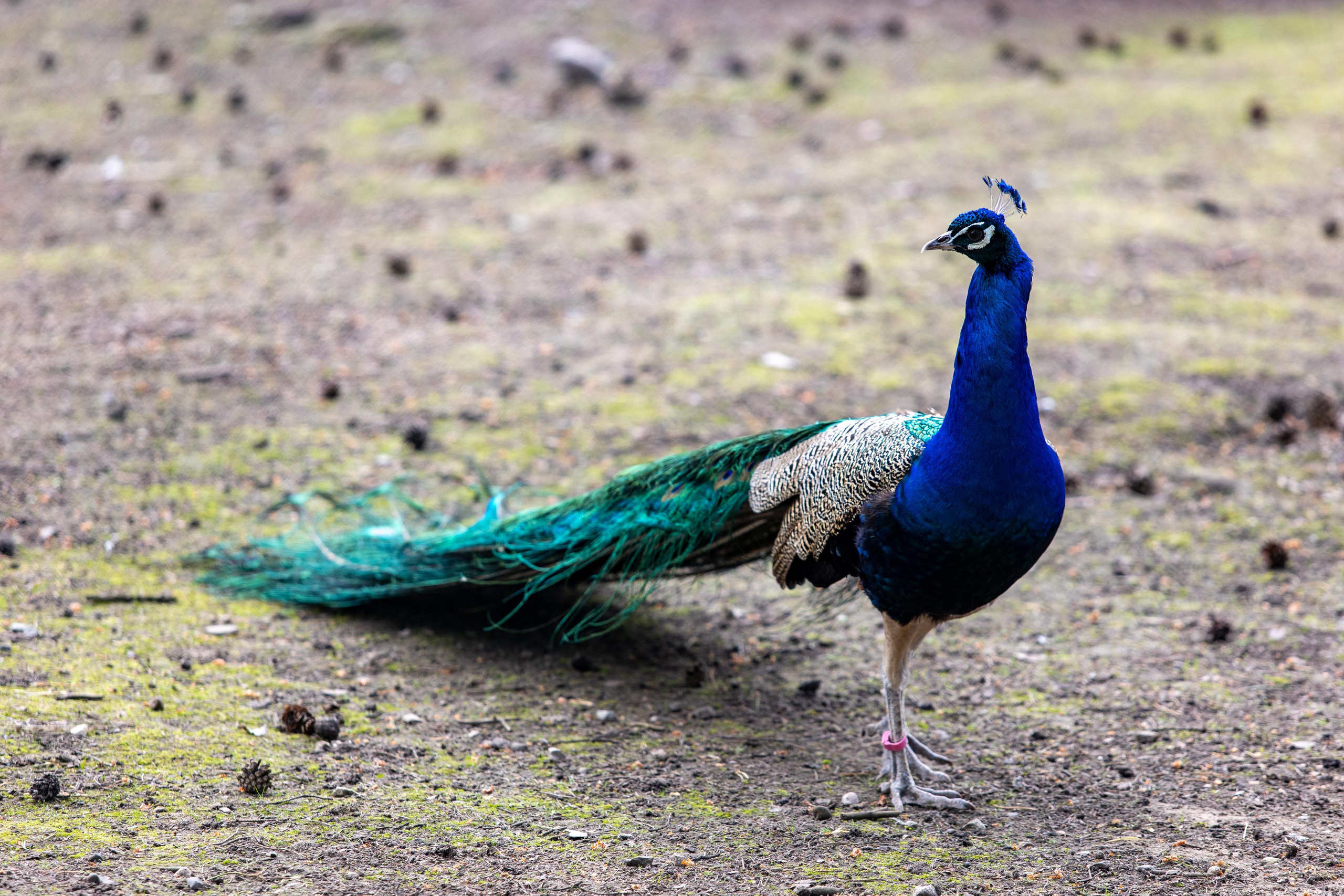 Костромской зоопарк. Photographer Sonkina Tatiana (Tanya Ash)