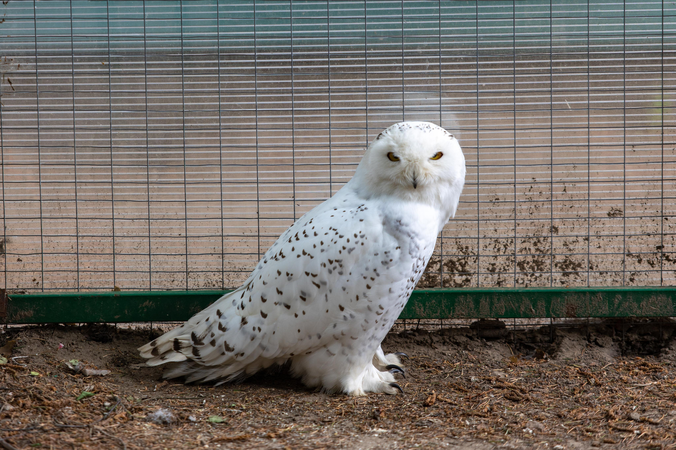Костромской зоопарк. Photographer Sonkina Tatiana (Tanya Ash)