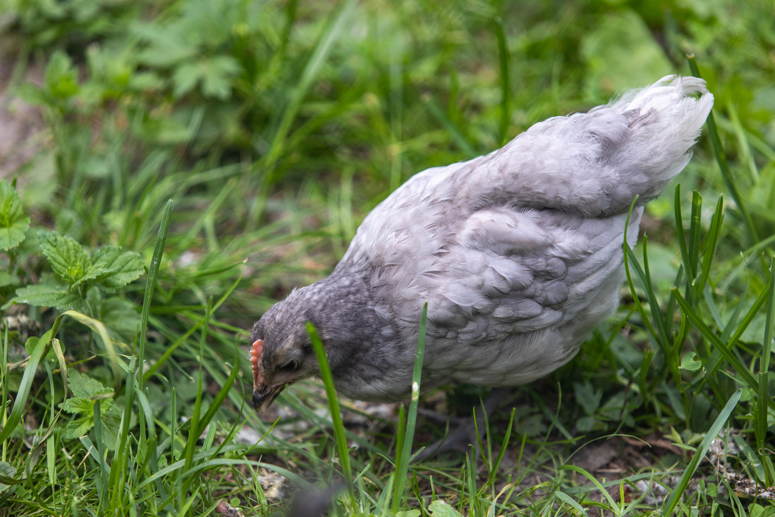 Костромской зоопарк. Photographer Sonkina Tatiana (Tanya Ash)