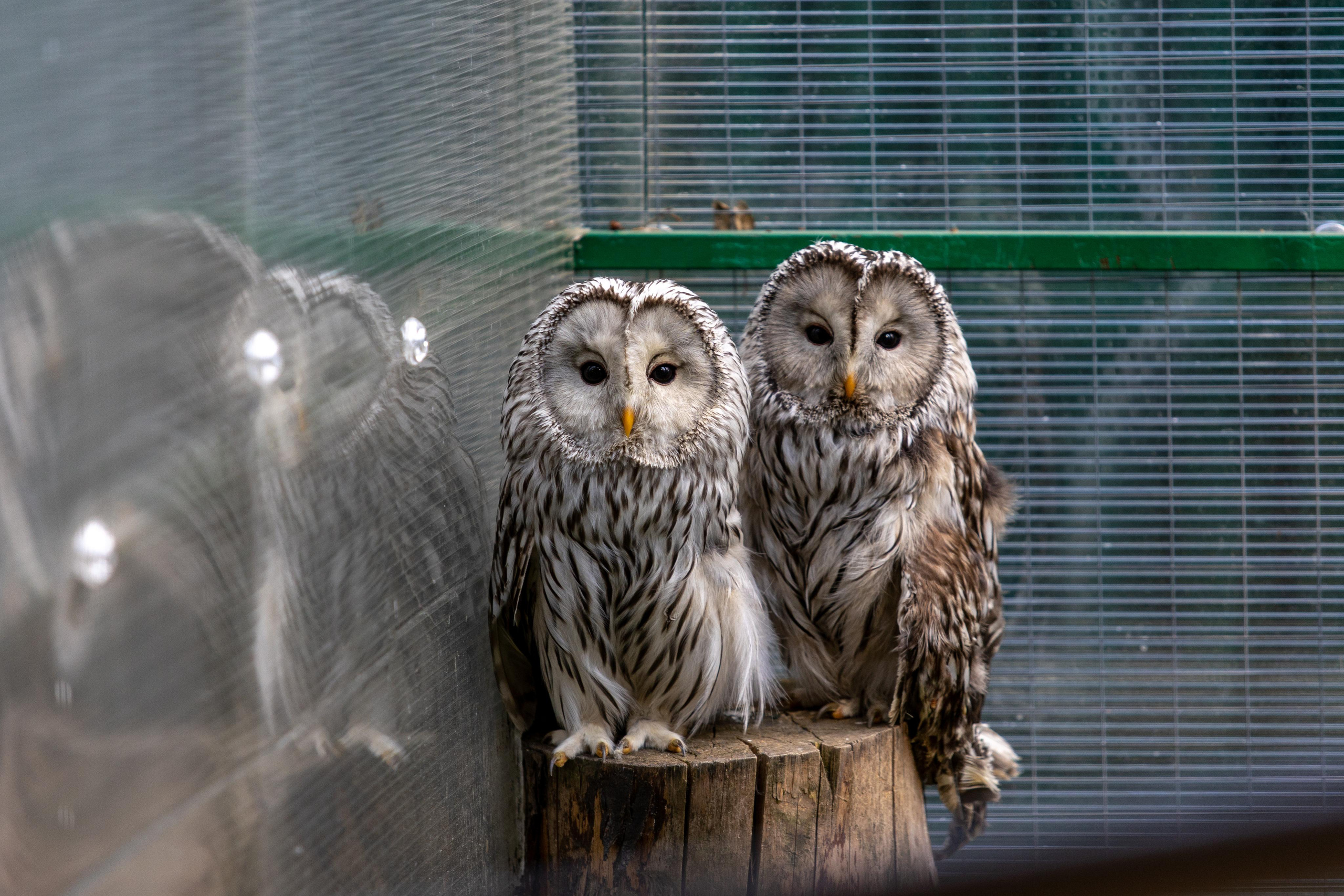 Костромской зоопарк. Photographer Sonkina Tatiana (Tanya Ash)