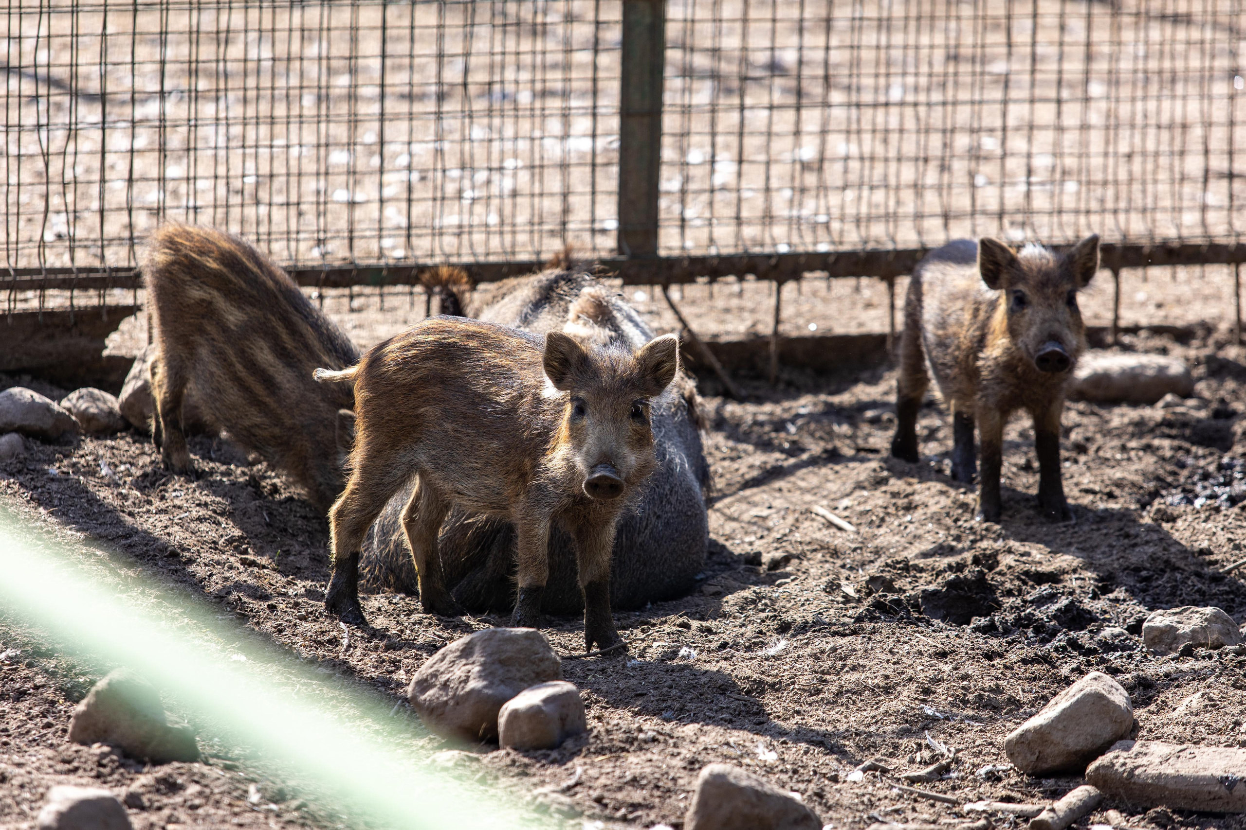 Костромской зоопарк. Photographer Sonkina Tatiana (Tanya Ash)