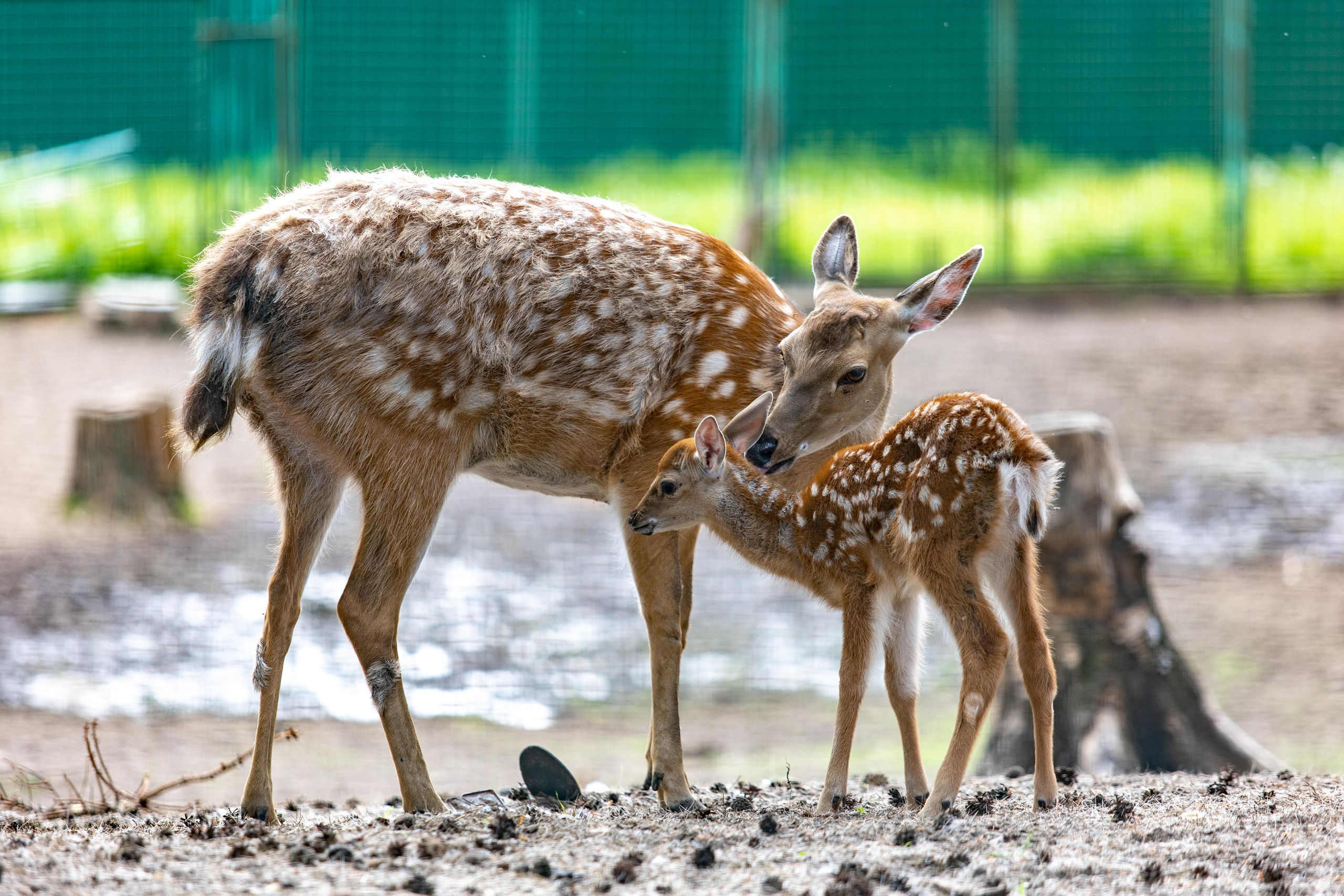 Костромской зоопарк. Photographer Sonkina Tatiana (Tanya Ash)