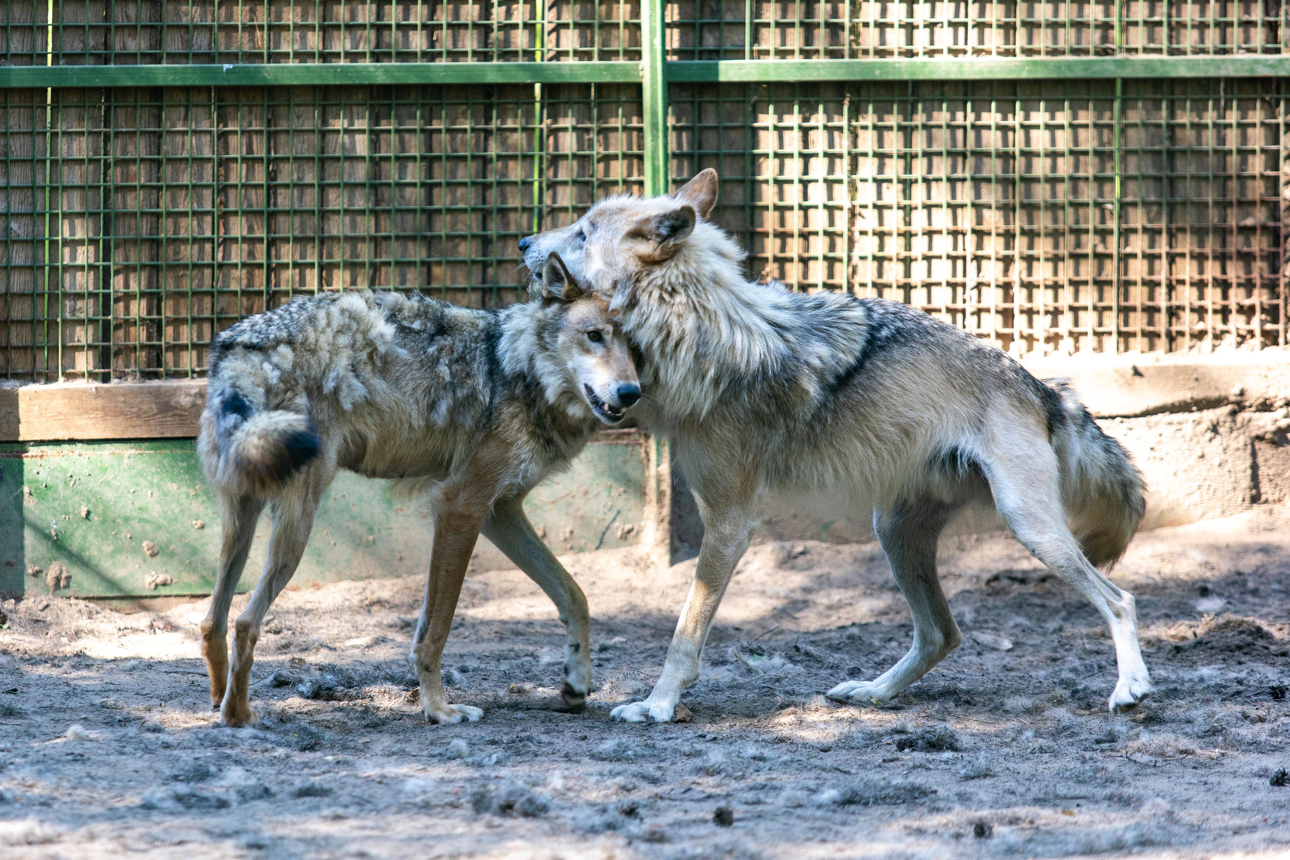 Костромской зоопарк. Photographer Sonkina Tatiana (Tanya Ash)