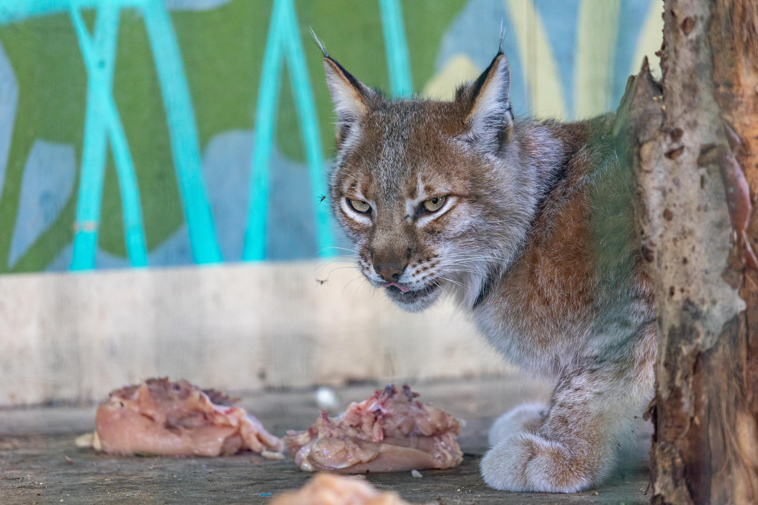Костромской зоопарк. Photographer Sonkina Tatiana (Tanya Ash)