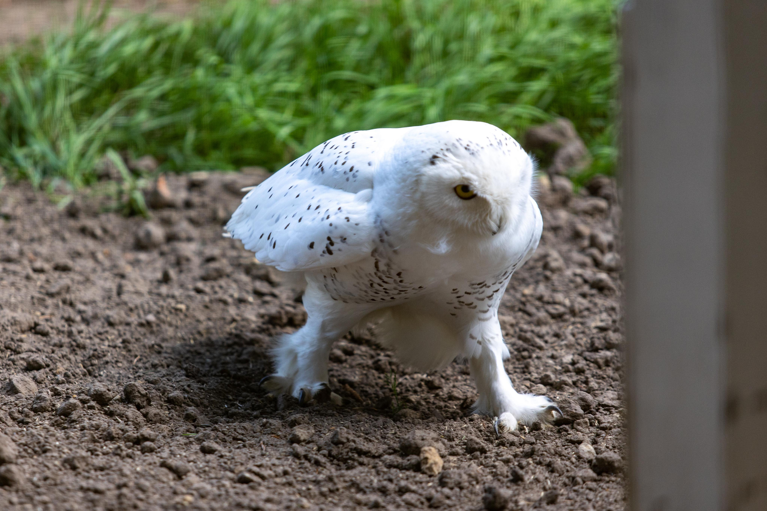 Костромской зоопарк. Photographer Sonkina Tatiana (Tanya Ash)