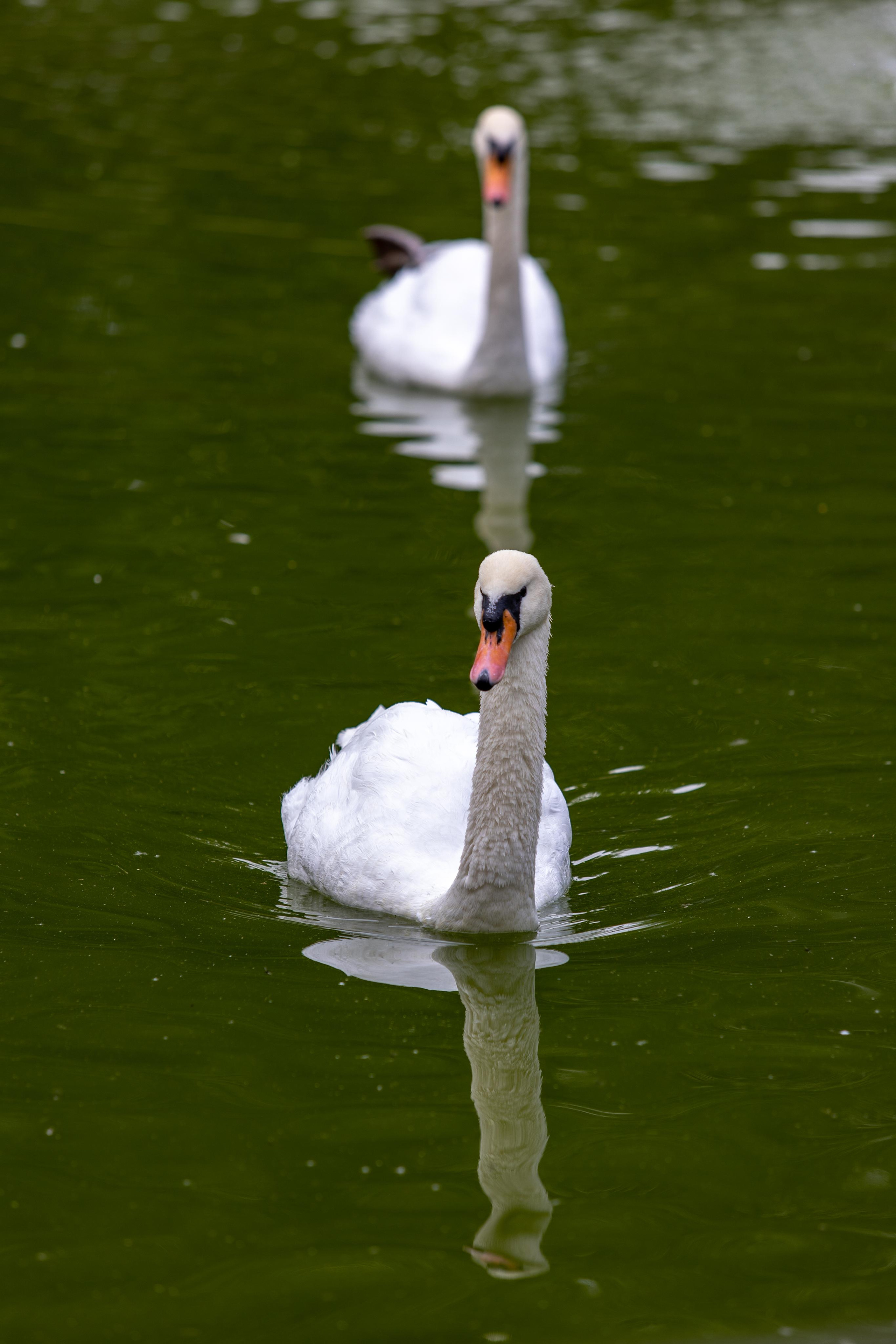 Костромской зоопарк. Photographer Sonkina Tatiana (Tanya Ash)