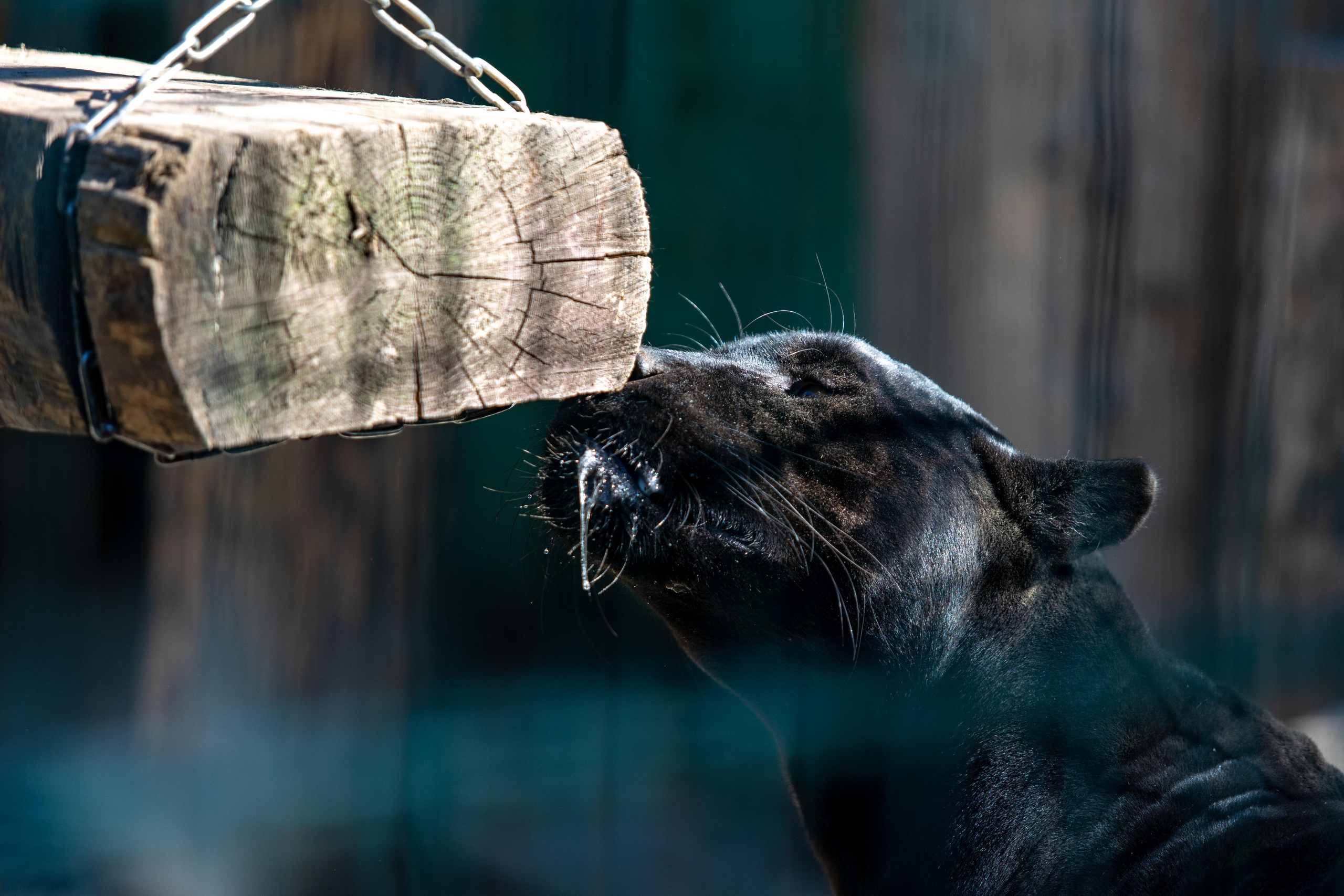 Костромской зоопарк. Photographer Sonkina Tatiana (Tanya Ash)