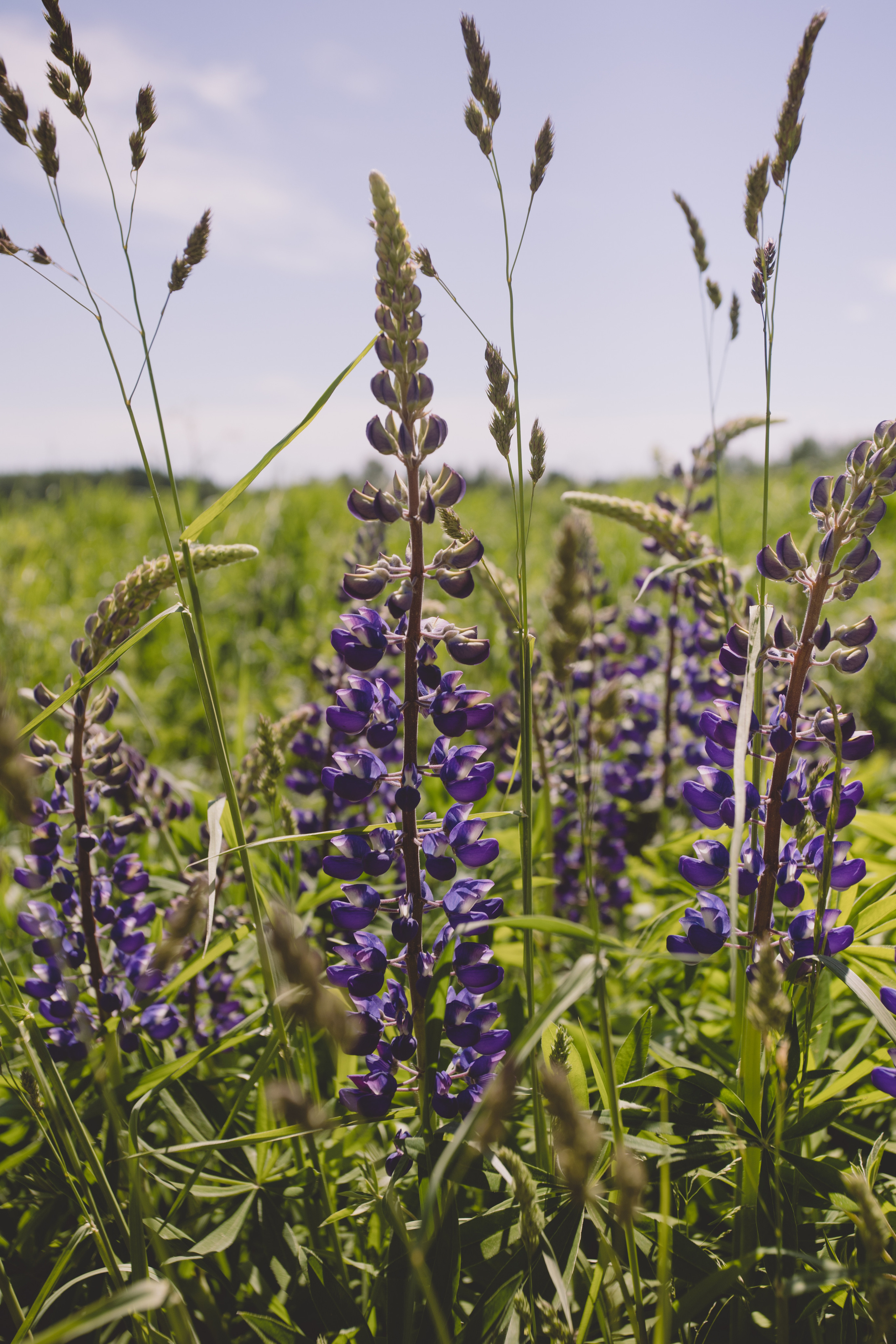 Сумароковская лосиная ферма. Photographer Sonkina Tatiana (Tanya Ash)