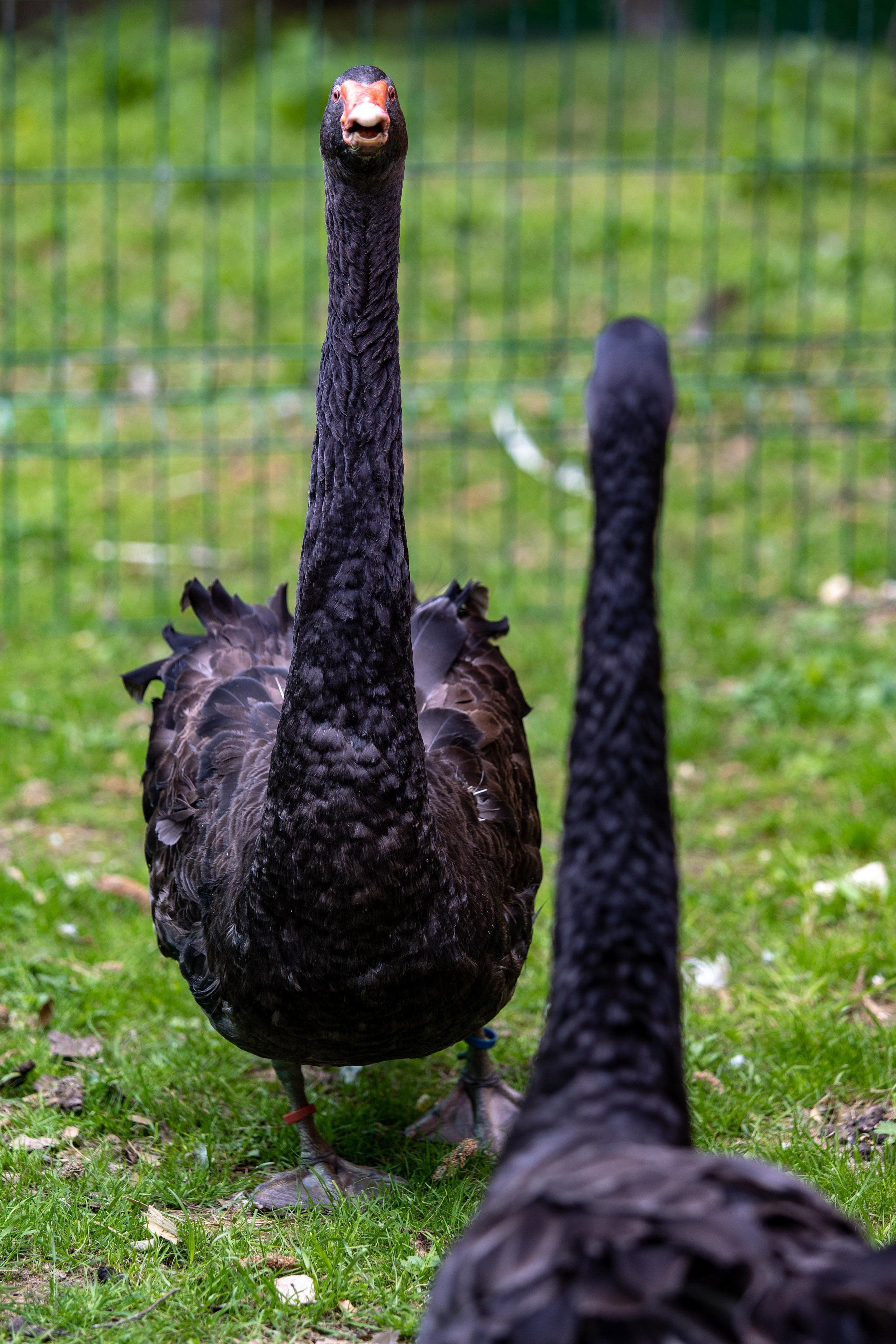 Костромской зоопарк. Photographer Sonkina Tatiana (Tanya Ash)