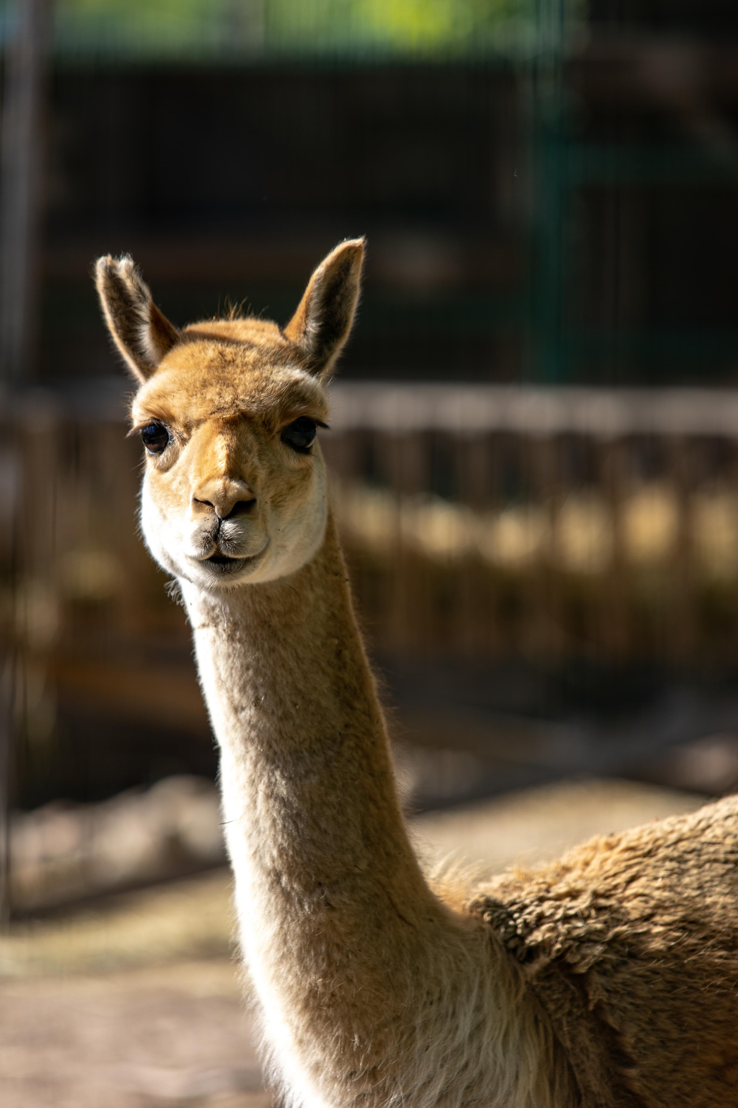 Костромской зоопарк. Photographer Sonkina Tatiana (Tanya Ash)