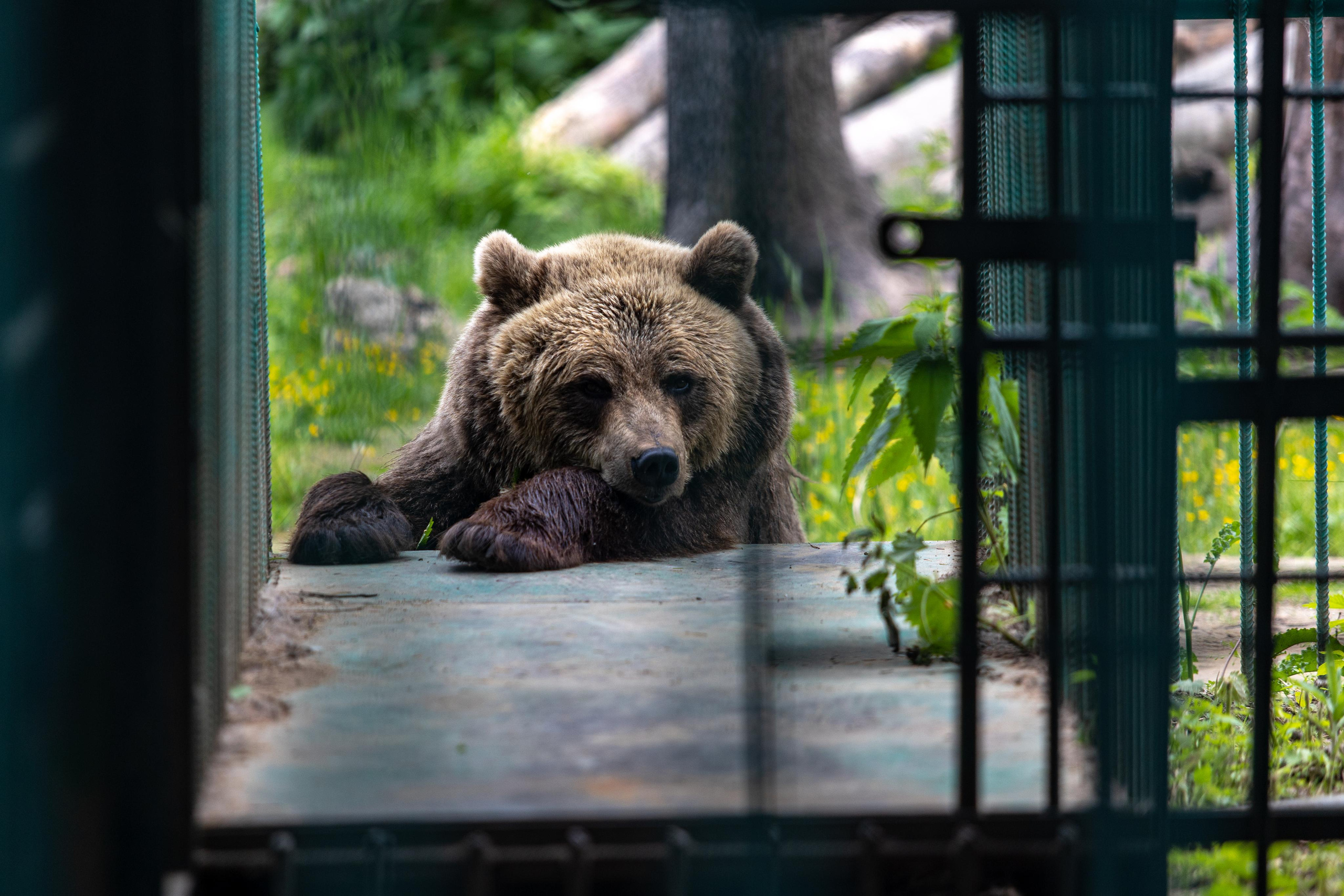 Костромской зоопарк. Photographer Sonkina Tatiana (Tanya Ash)