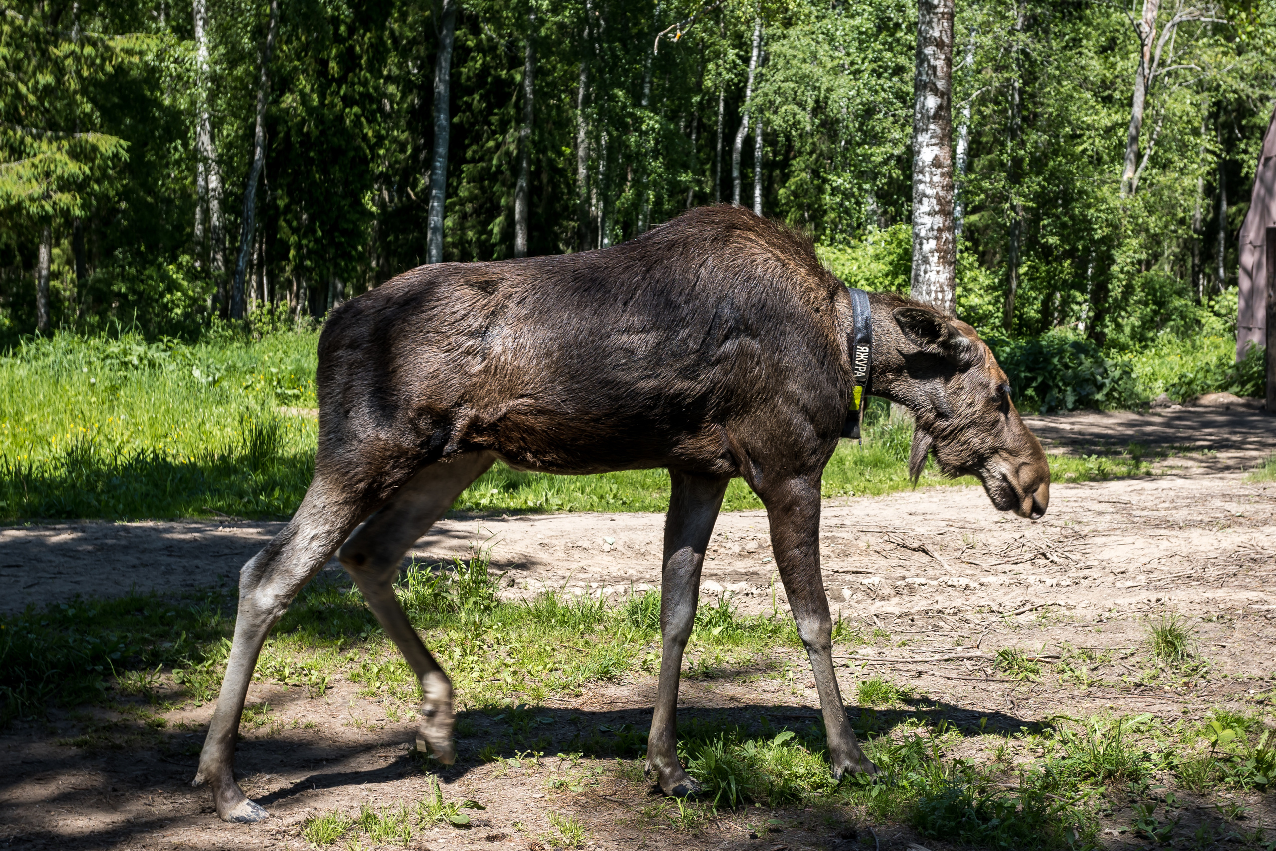Сумароковская лосиная ферма. Photographer Sonkina Tatiana (Tanya Ash)