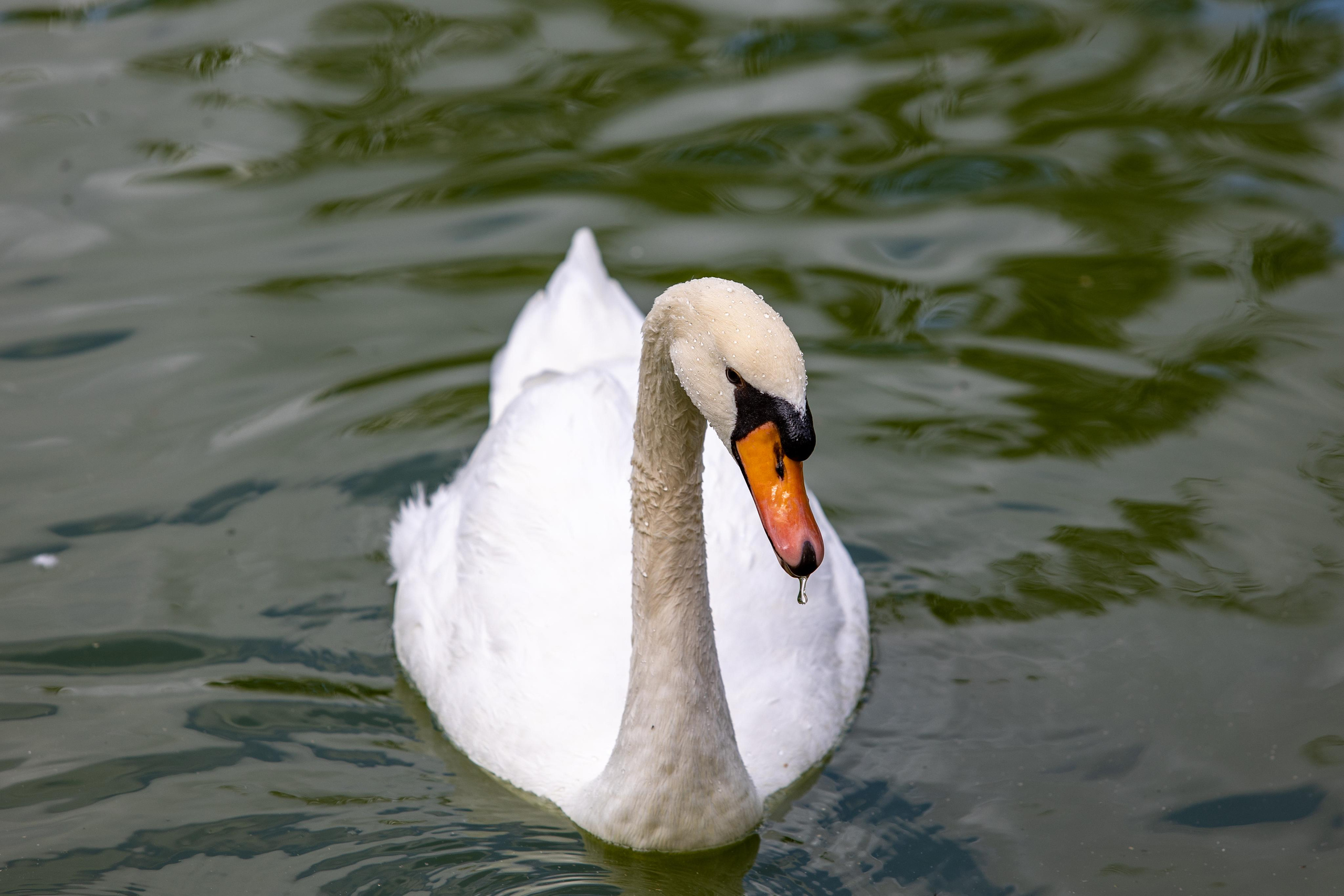Костромской зоопарк. Photographer Sonkina Tatiana (Tanya Ash)