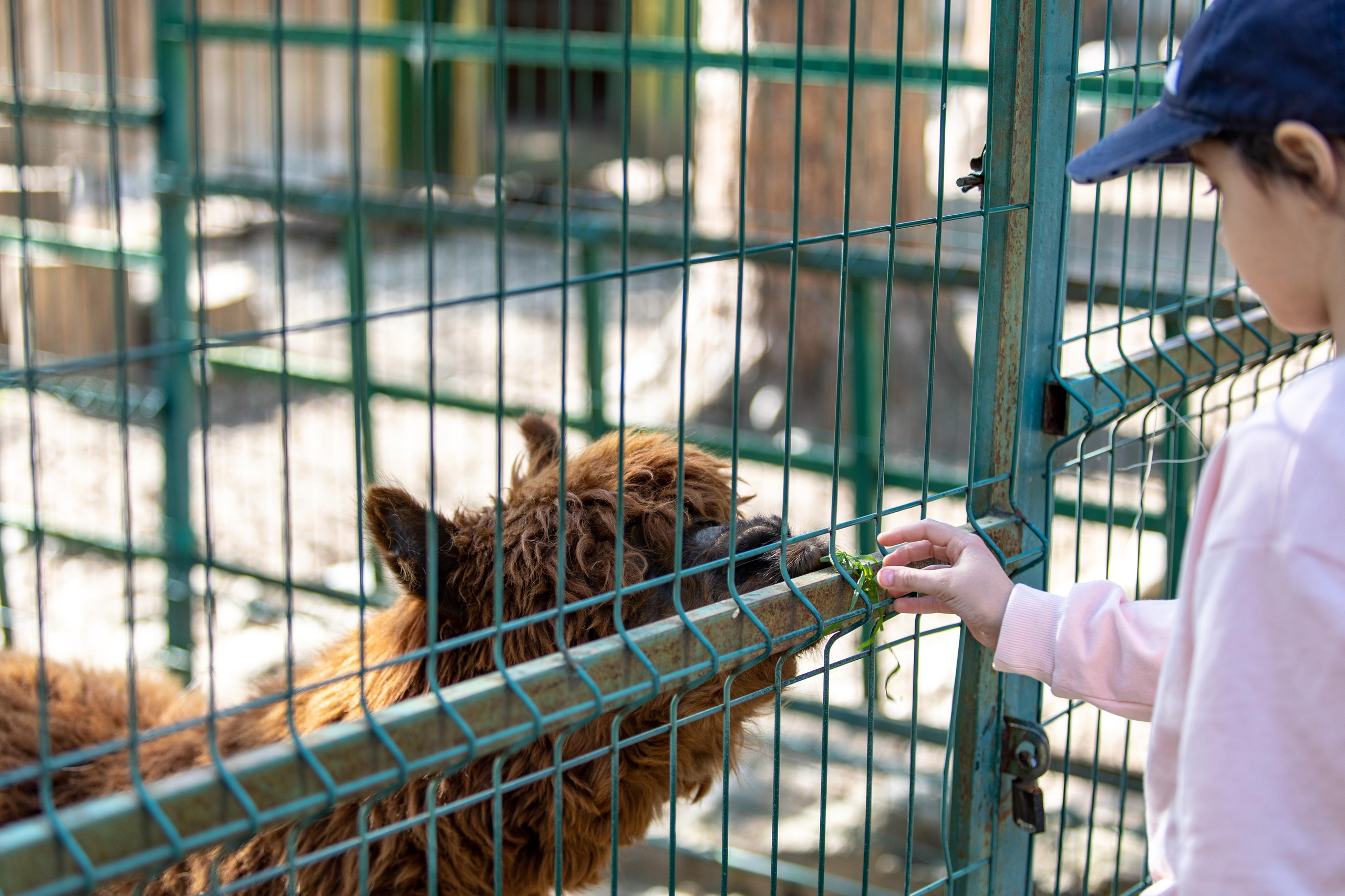 Костромской зоопарк. Photographer Sonkina Tatiana (Tanya Ash)