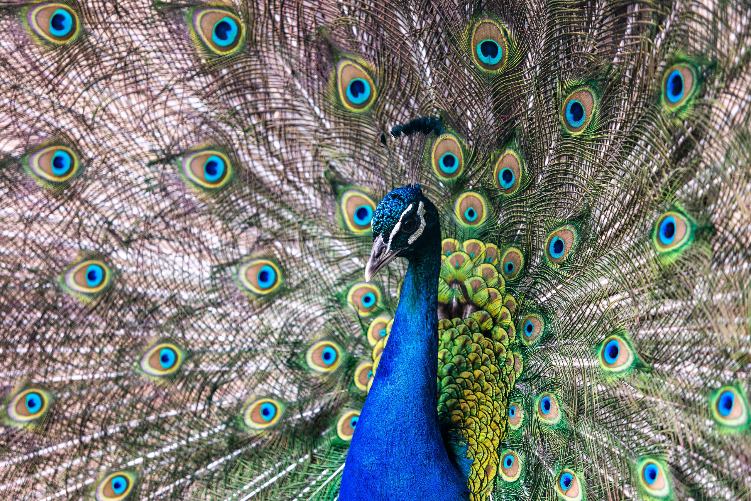 Костромской зоопарк. Photographer Sonkina Tatiana (Tanya Ash)