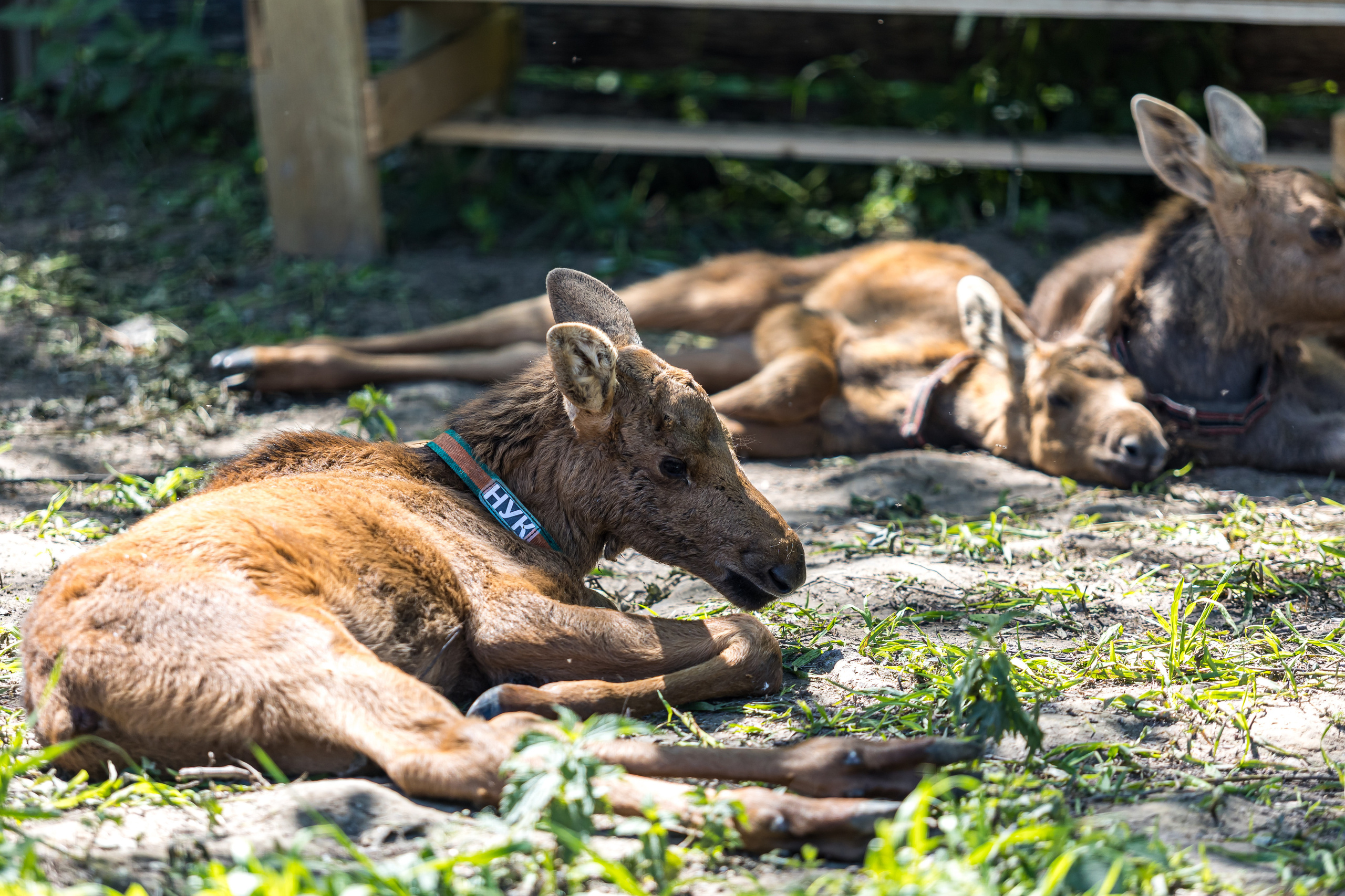 Сумароковская лосиная ферма. Photographer Sonkina Tatiana (Tanya Ash)