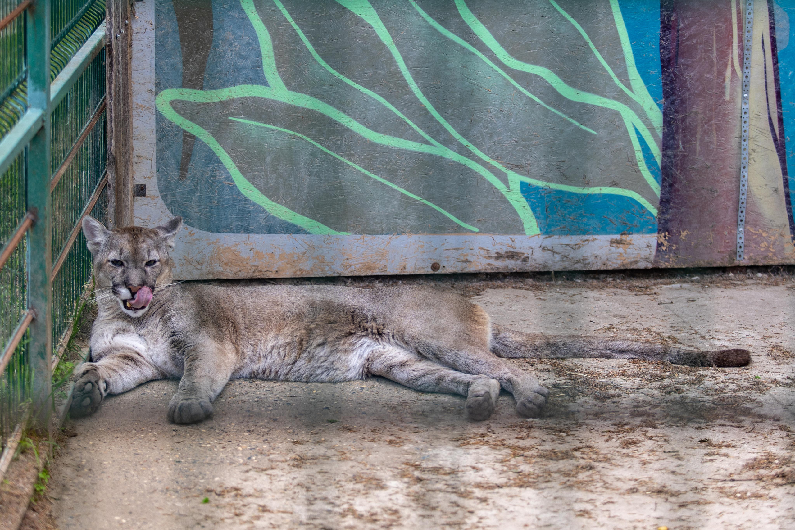Костромской зоопарк. Photographer Sonkina Tatiana (Tanya Ash)