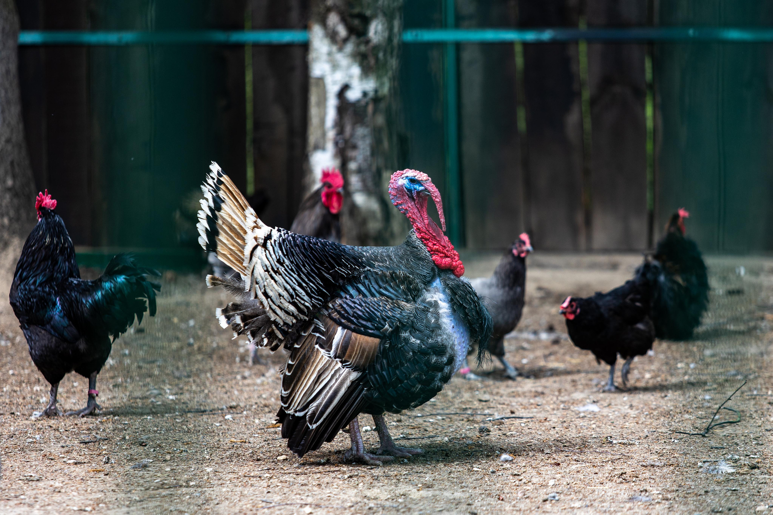 Костромской зоопарк. Photographer Sonkina Tatiana (Tanya Ash)