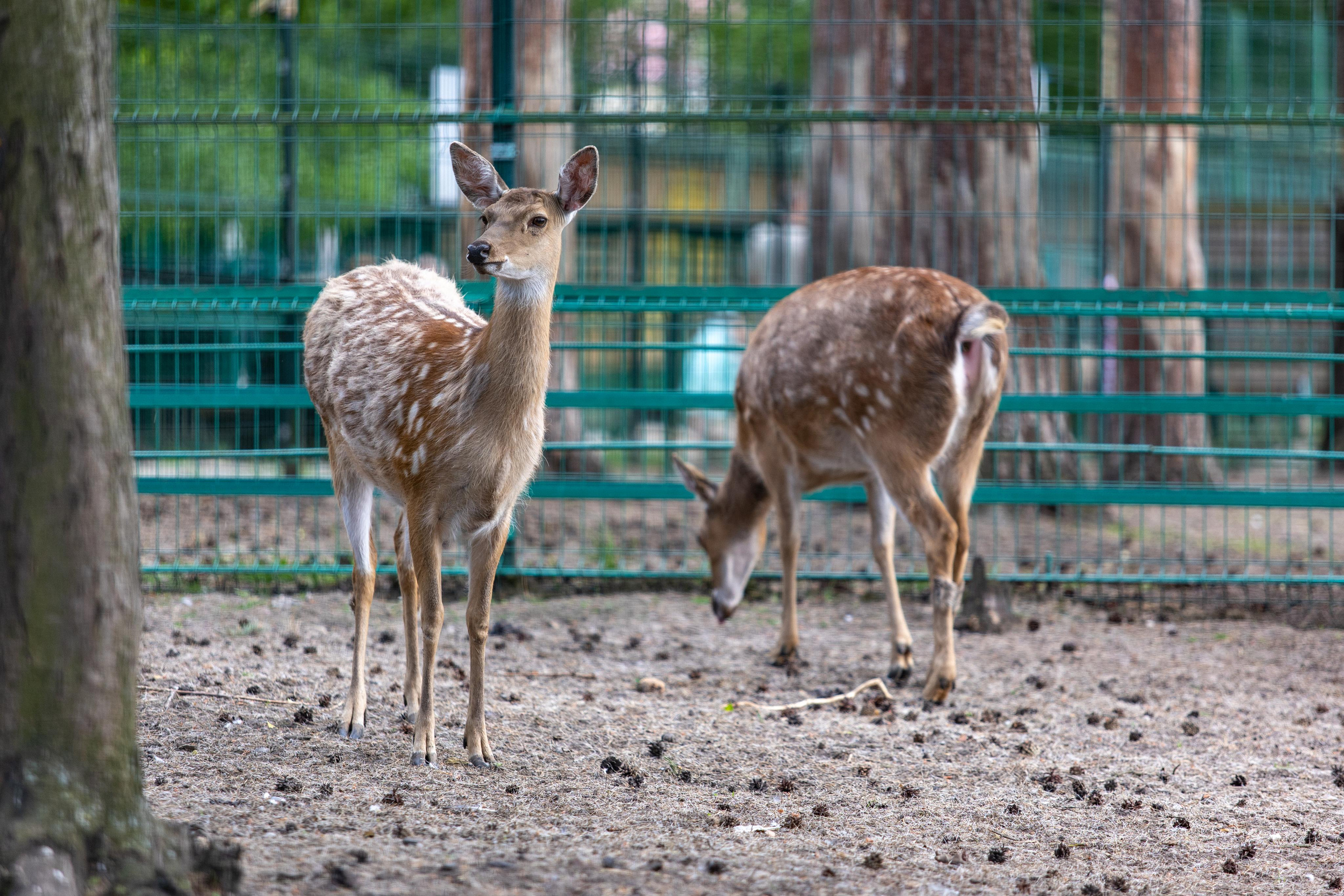 Костромской зоопарк. Photographer Sonkina Tatiana (Tanya Ash)