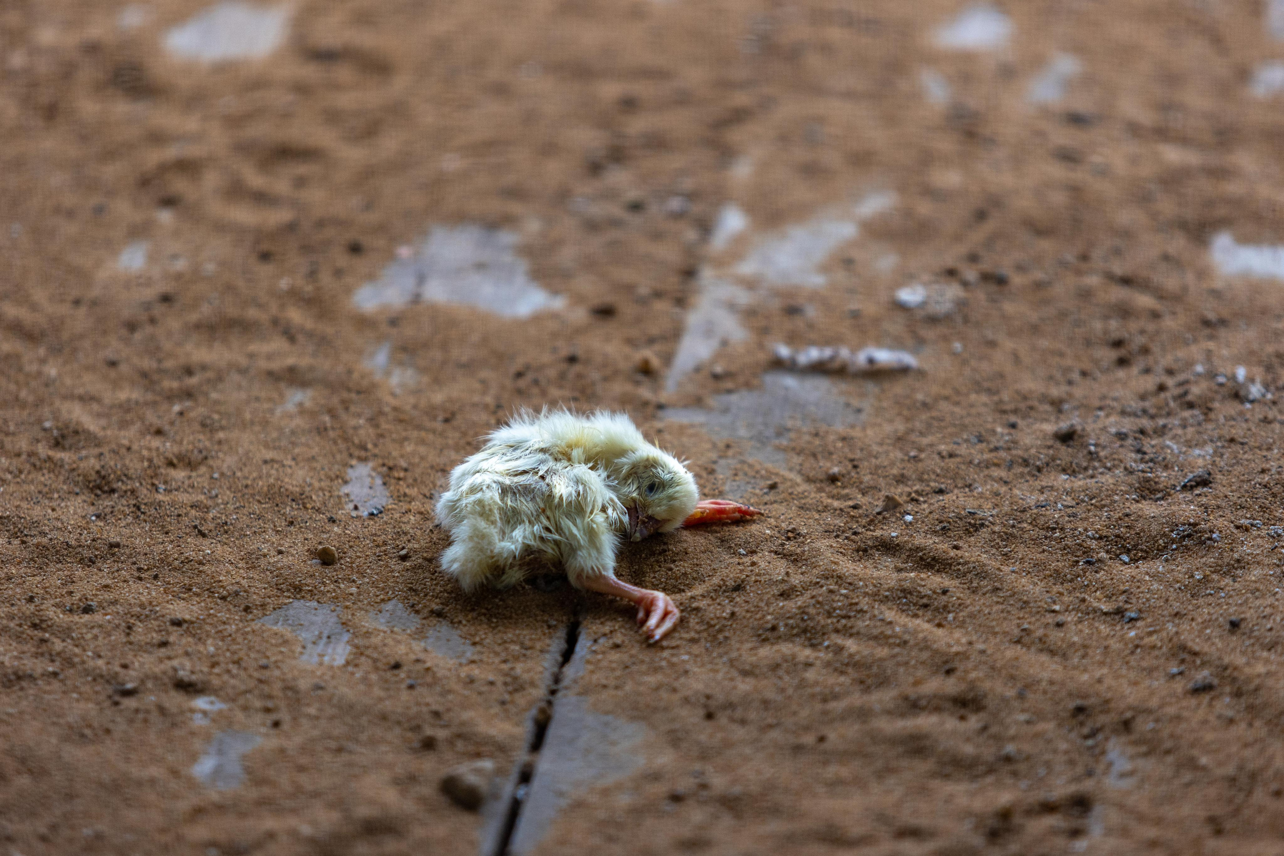 Костромской зоопарк. Photographer Sonkina Tatiana (Tanya Ash)