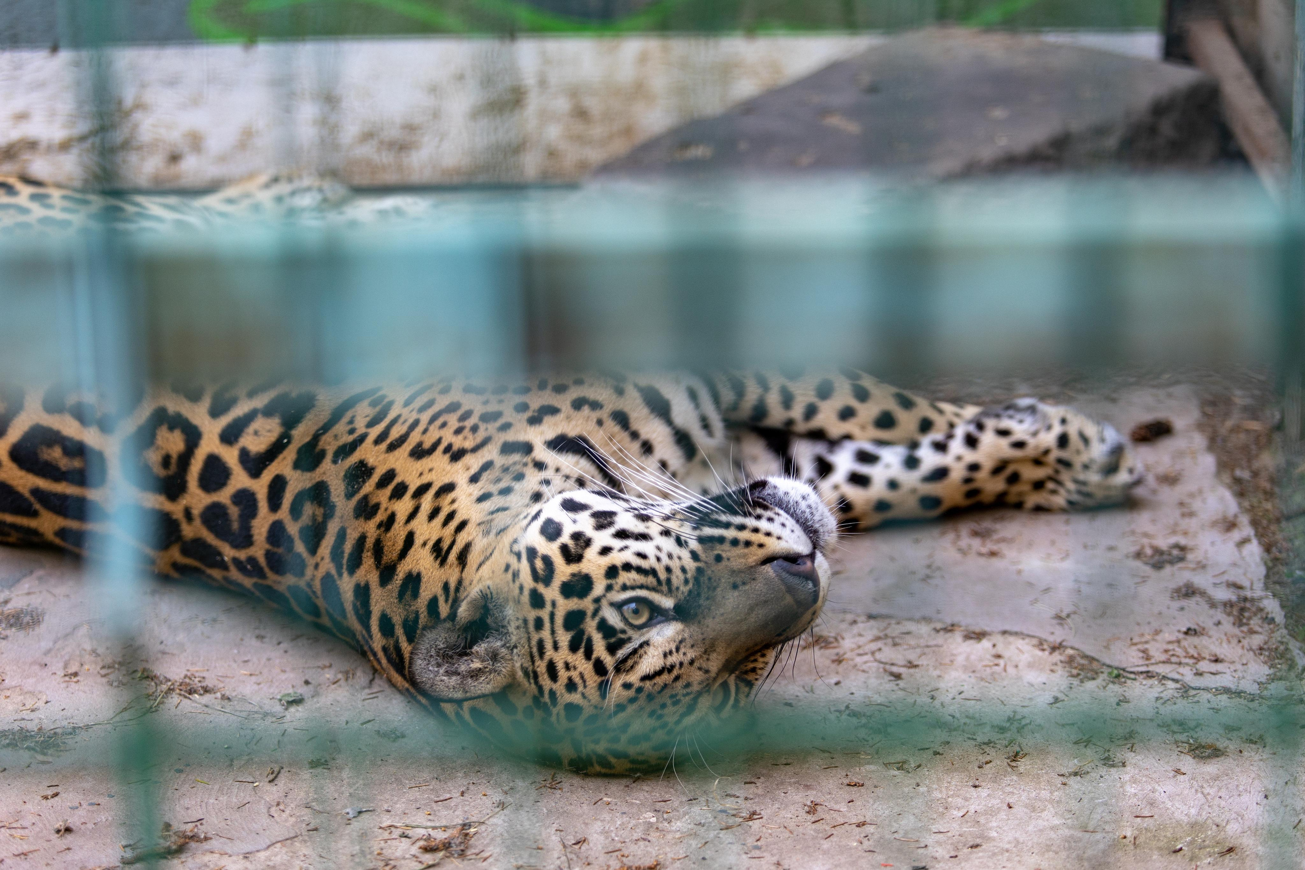 Костромской зоопарк. Photographer Sonkina Tatiana (Tanya Ash)