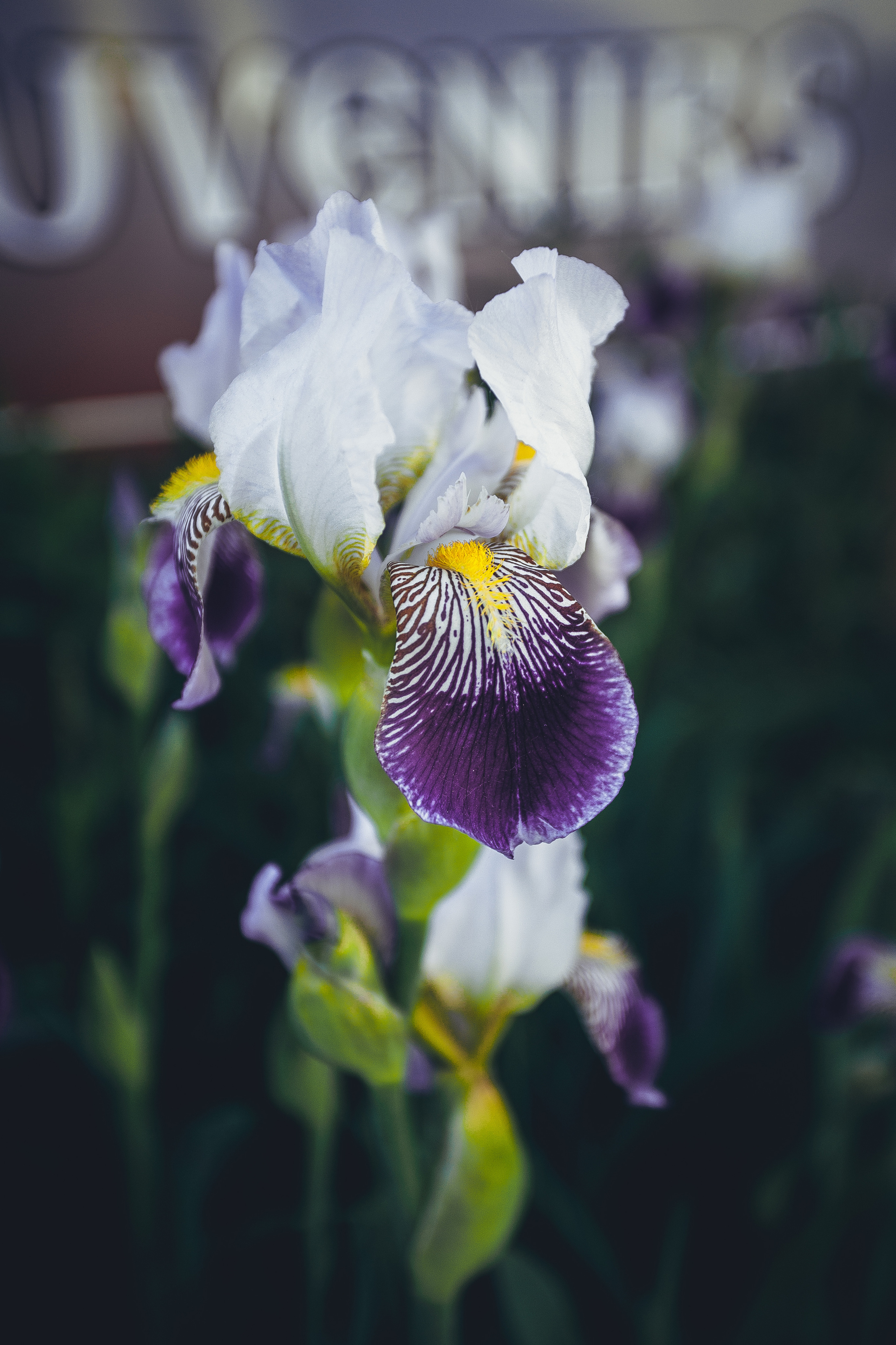 Кострома. Photographer Sonkina Tatiana (Tanya Ash)