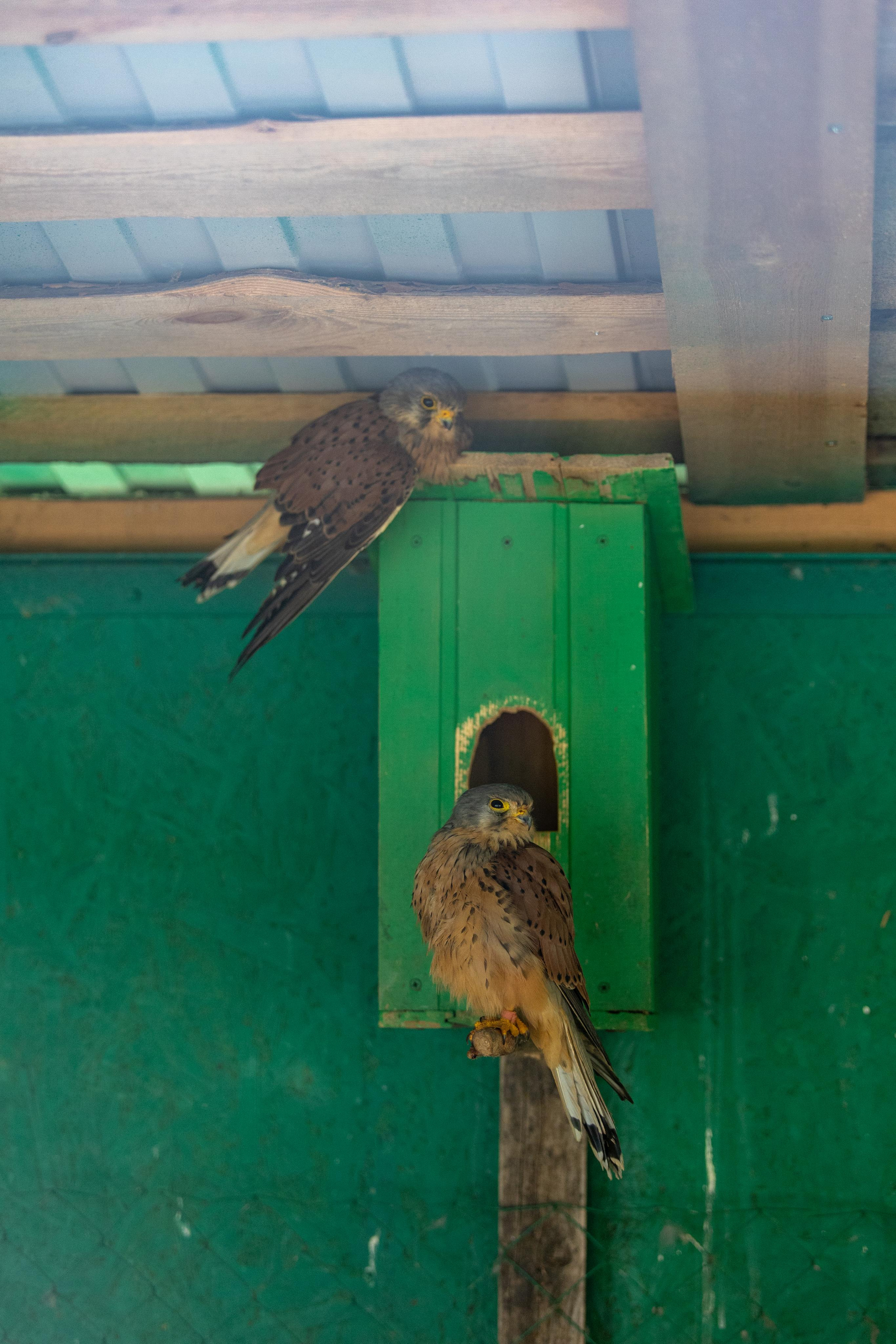 Костромской зоопарк. Photographer Sonkina Tatiana (Tanya Ash)