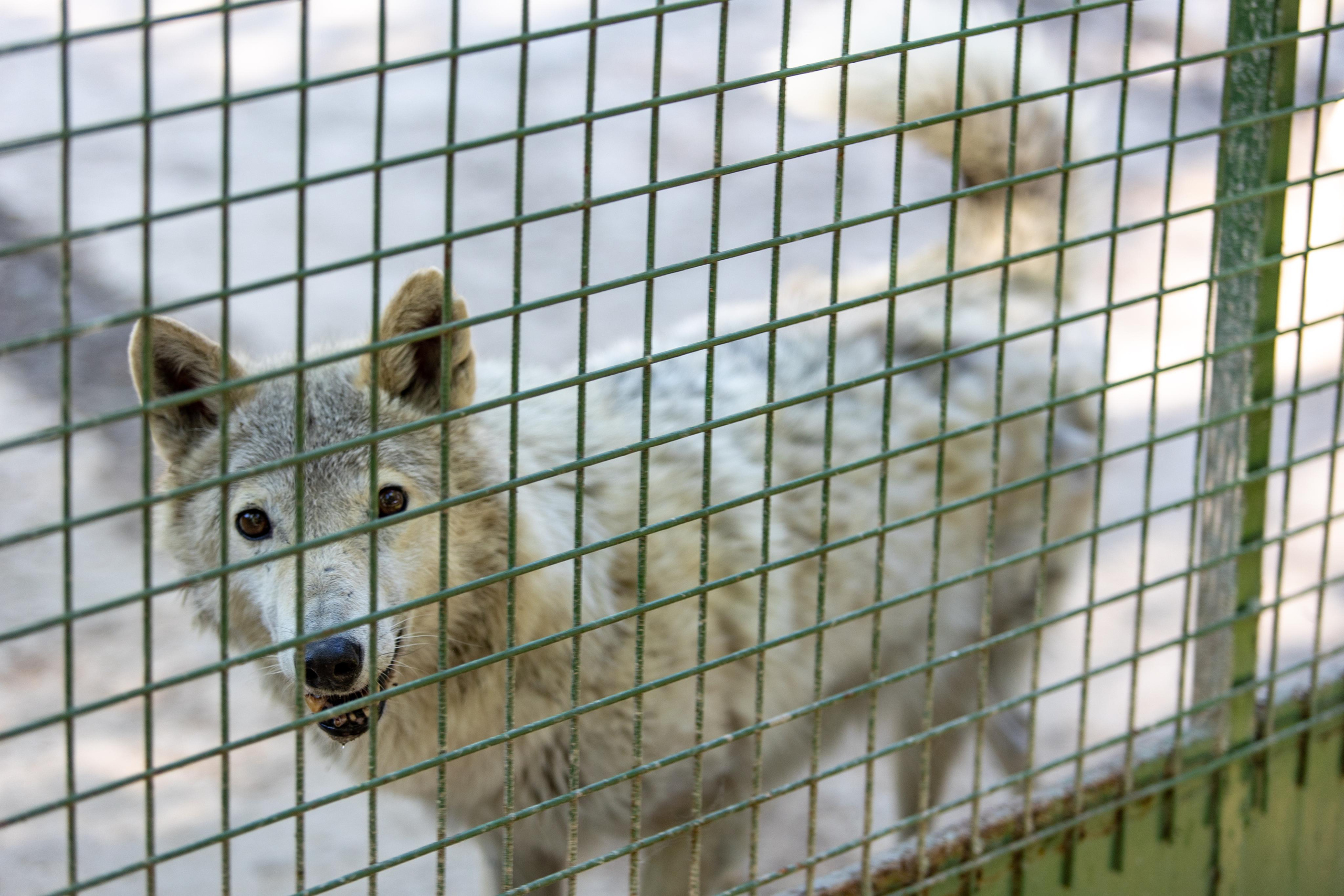 Костромской зоопарк. Photographer Sonkina Tatiana (Tanya Ash)